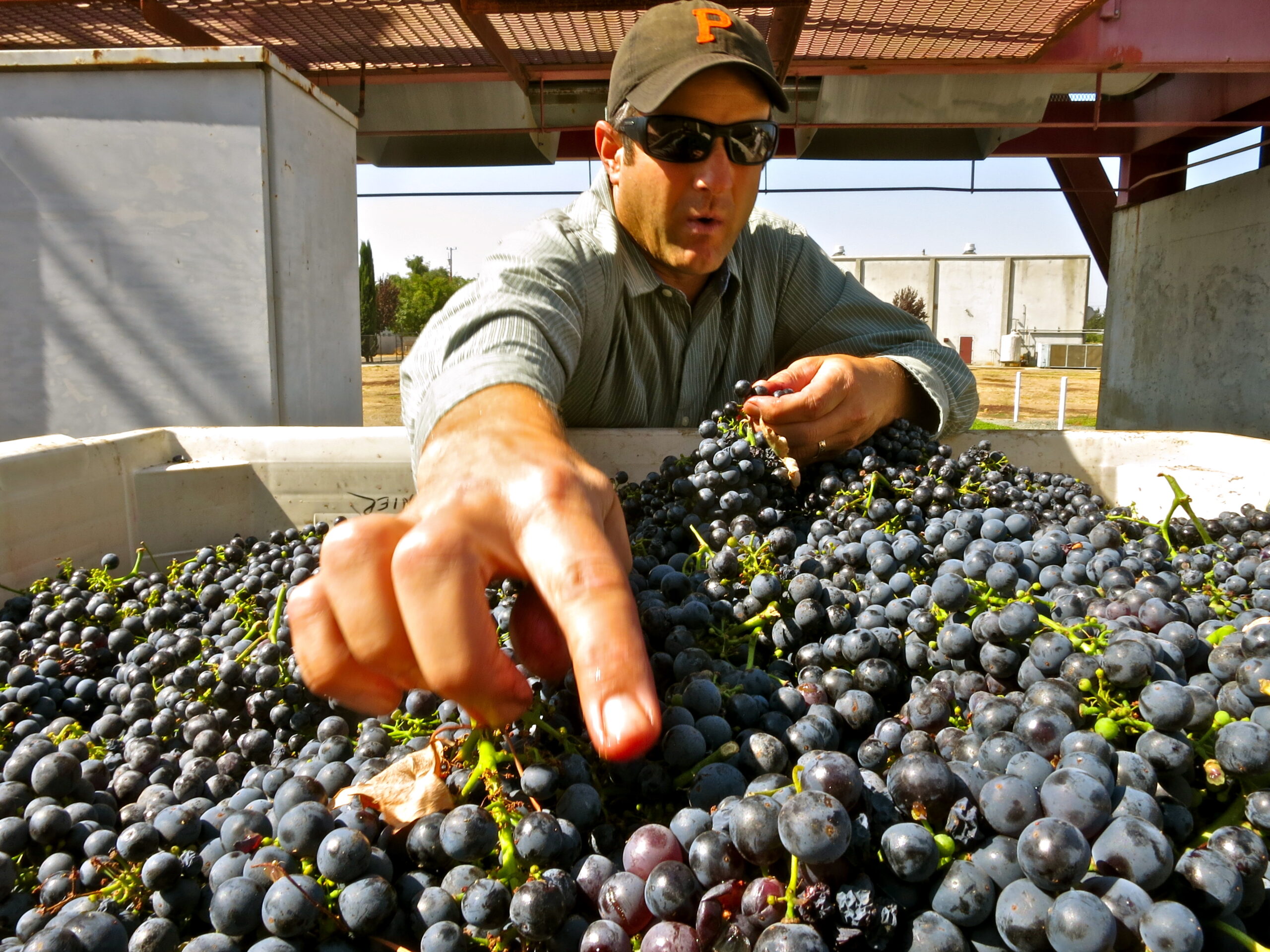 Man inspecting ripe grapes during harvest at Lodi Winegrape Commission.
