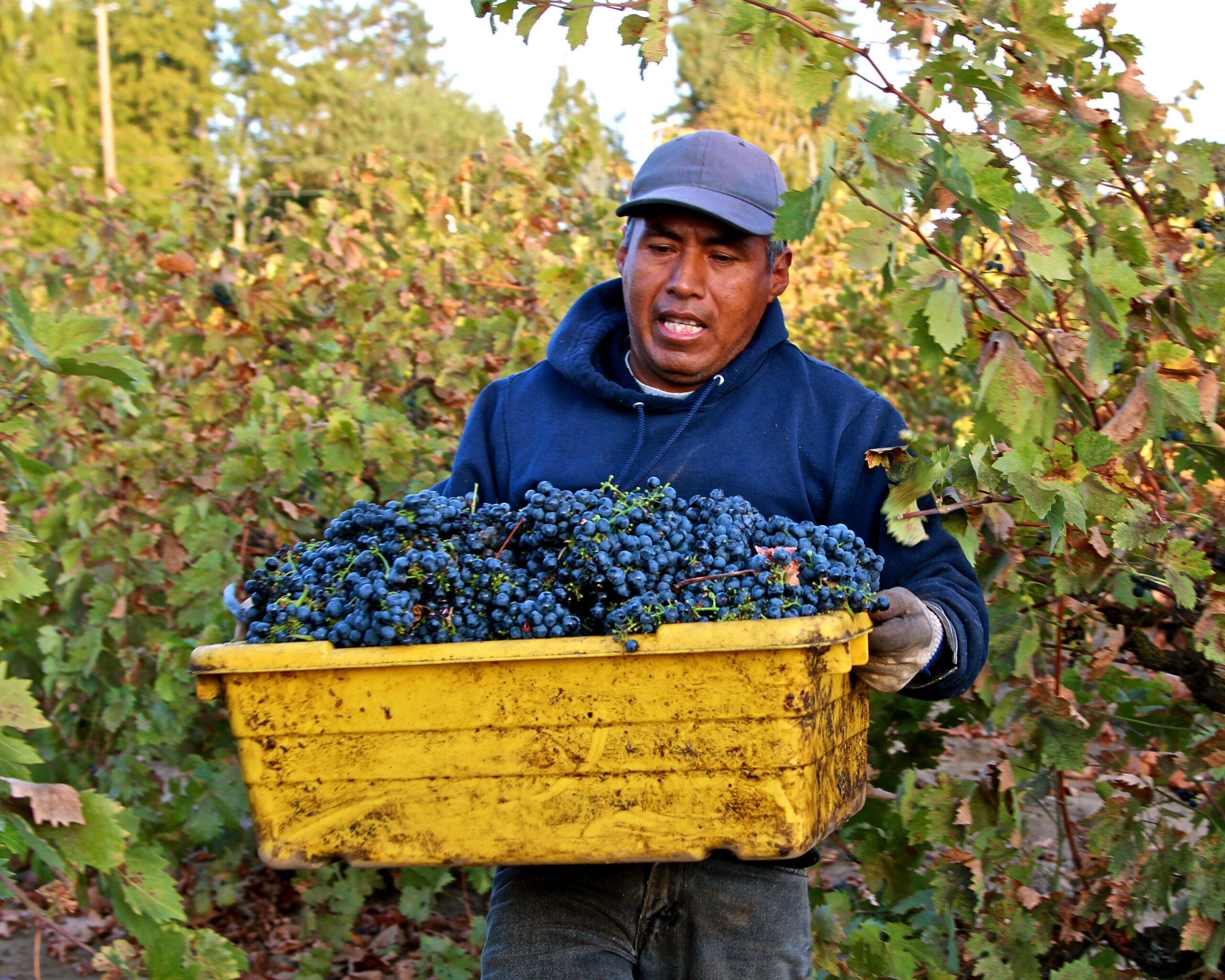 Worker harvesting ripe grapes in Lodi vineyards for wine production.