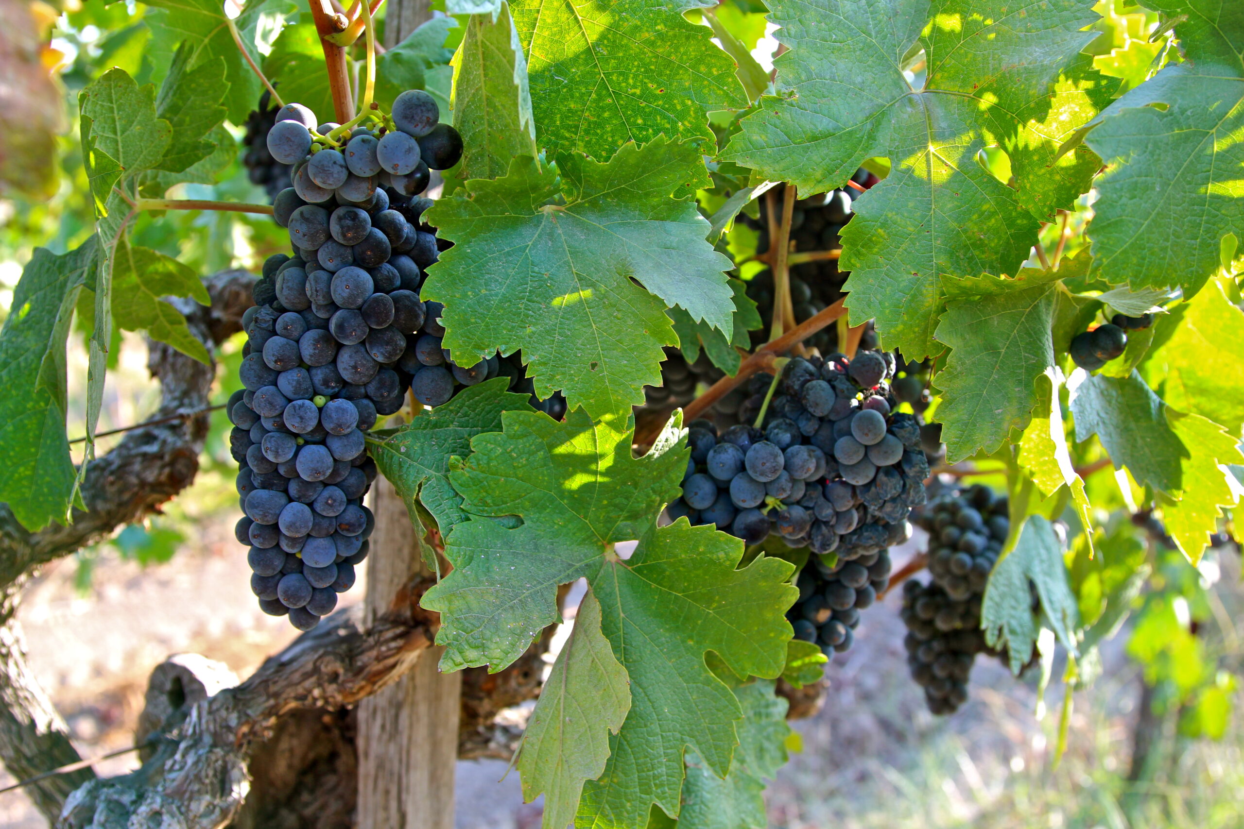 Close-up of ripe dark wine grapes hanging on vine with green leaves in Lodi vineyard.
