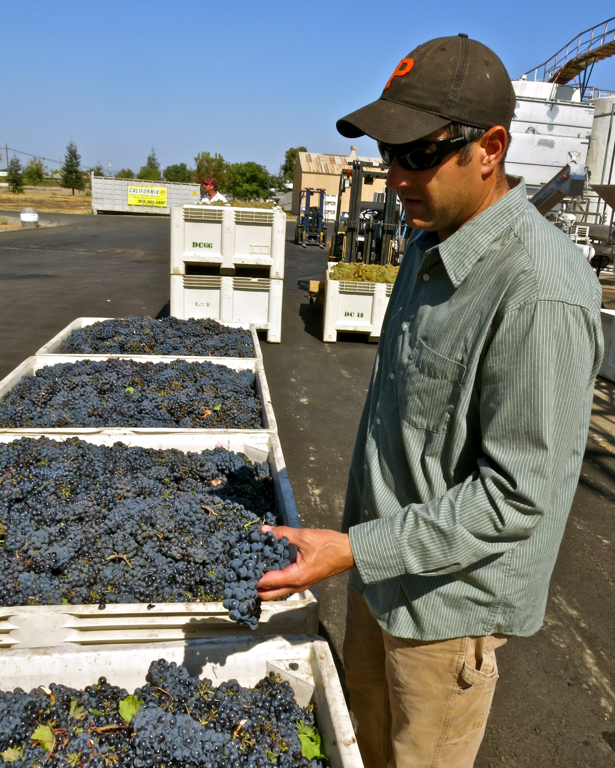 Man inspecting freshly harvested grapes in a Lodi vineyard for wine production.