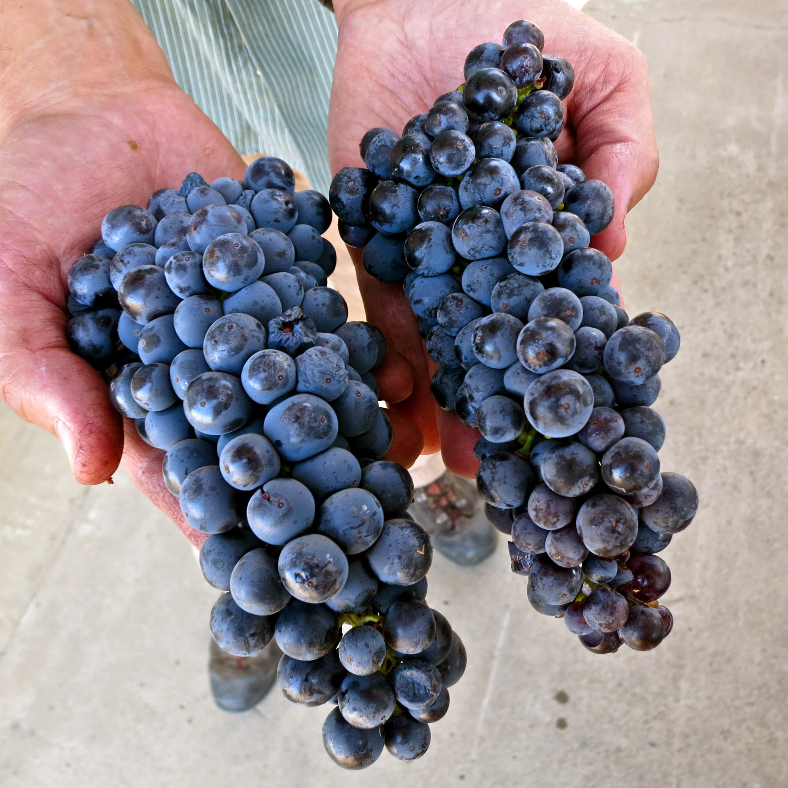 Close-up of ripe dark purple winegrapes held in hands, ready for harvest in Lodi, California.