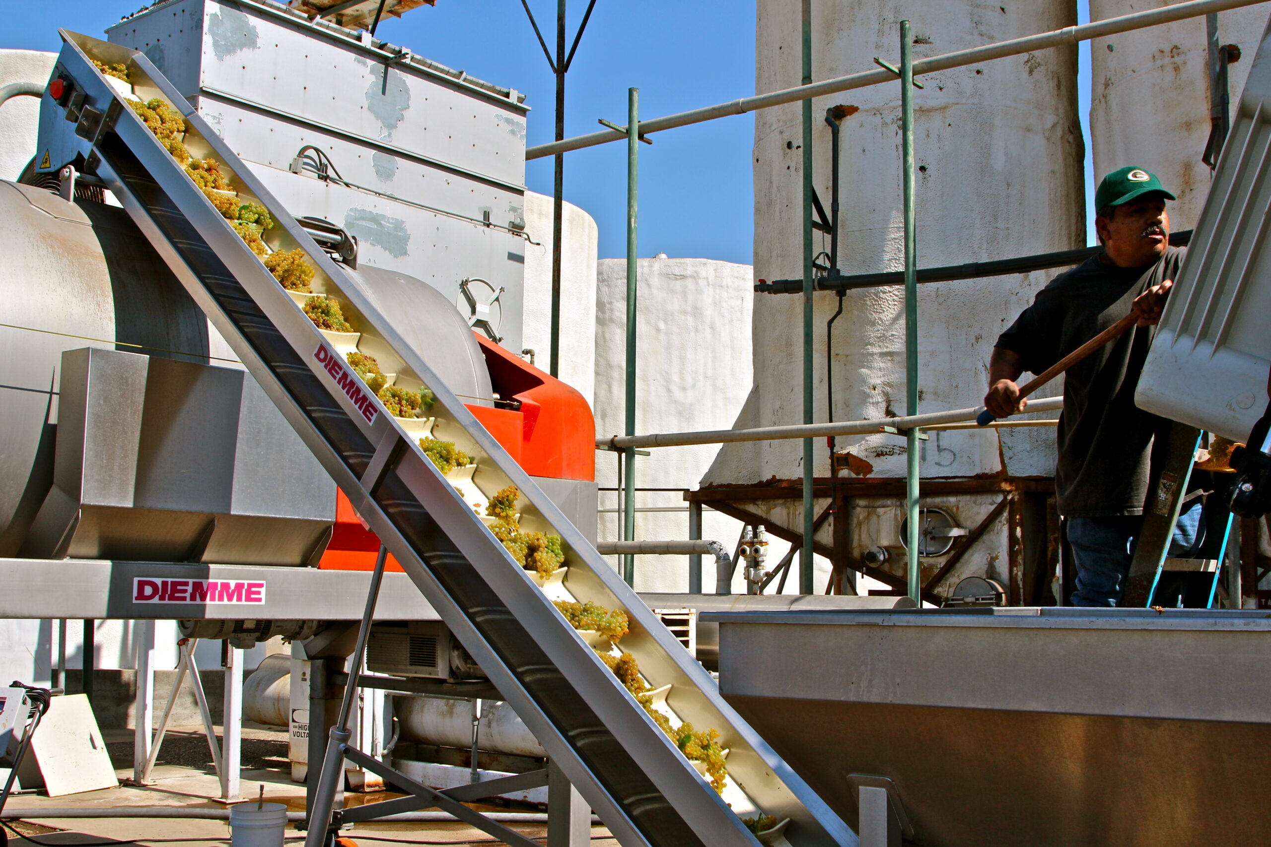 Workers harvest winegrapes at a Lodi vineyard using specialized equipment and conveyor belts.