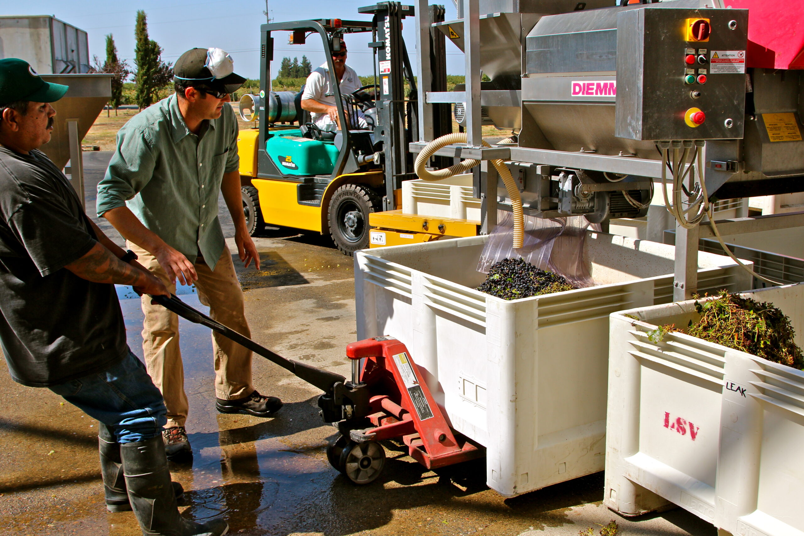 Workers harvest grapes using machinery and manual labor at a vineyard in Lodi, California.