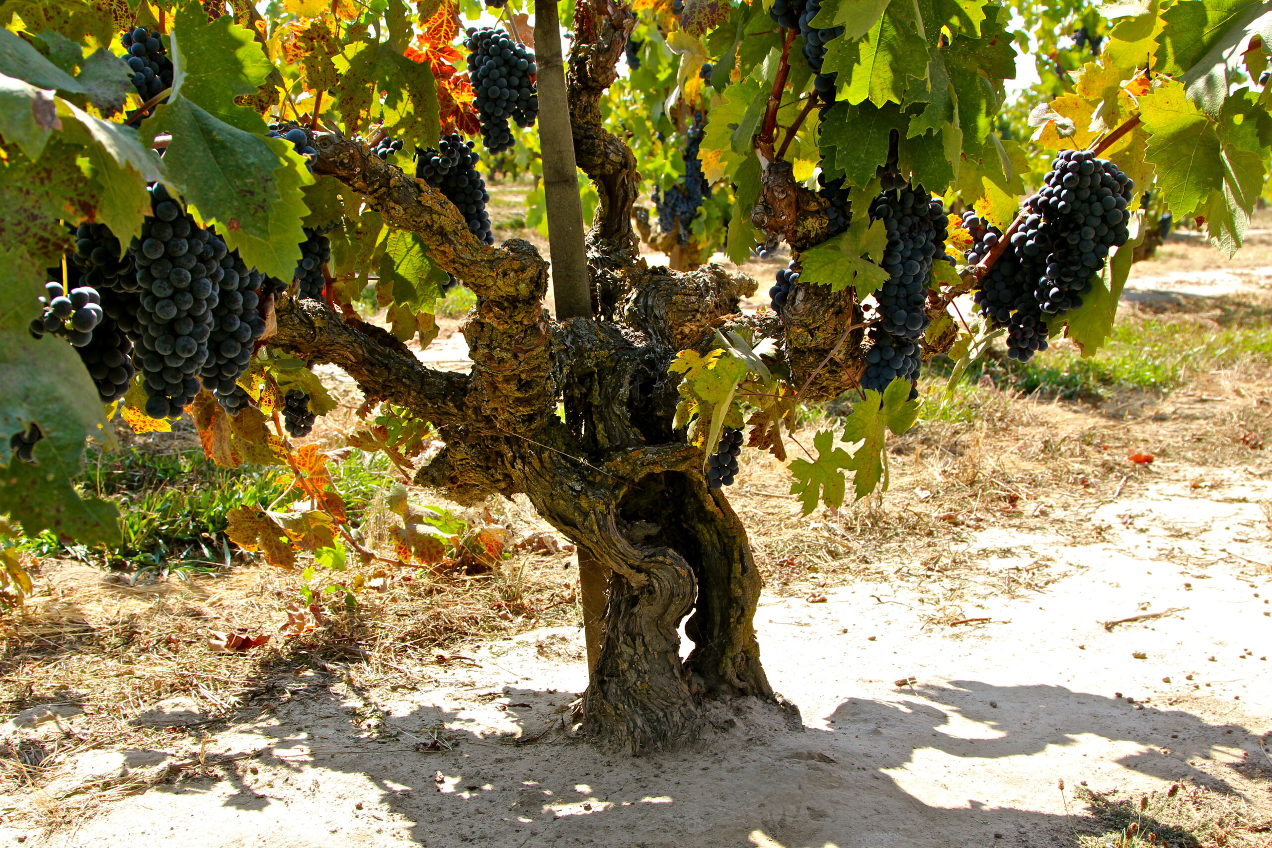 Grapevine with ripe dark grapes in a Lodi vineyard, showcasing healthy grape clusters and lush foliage.