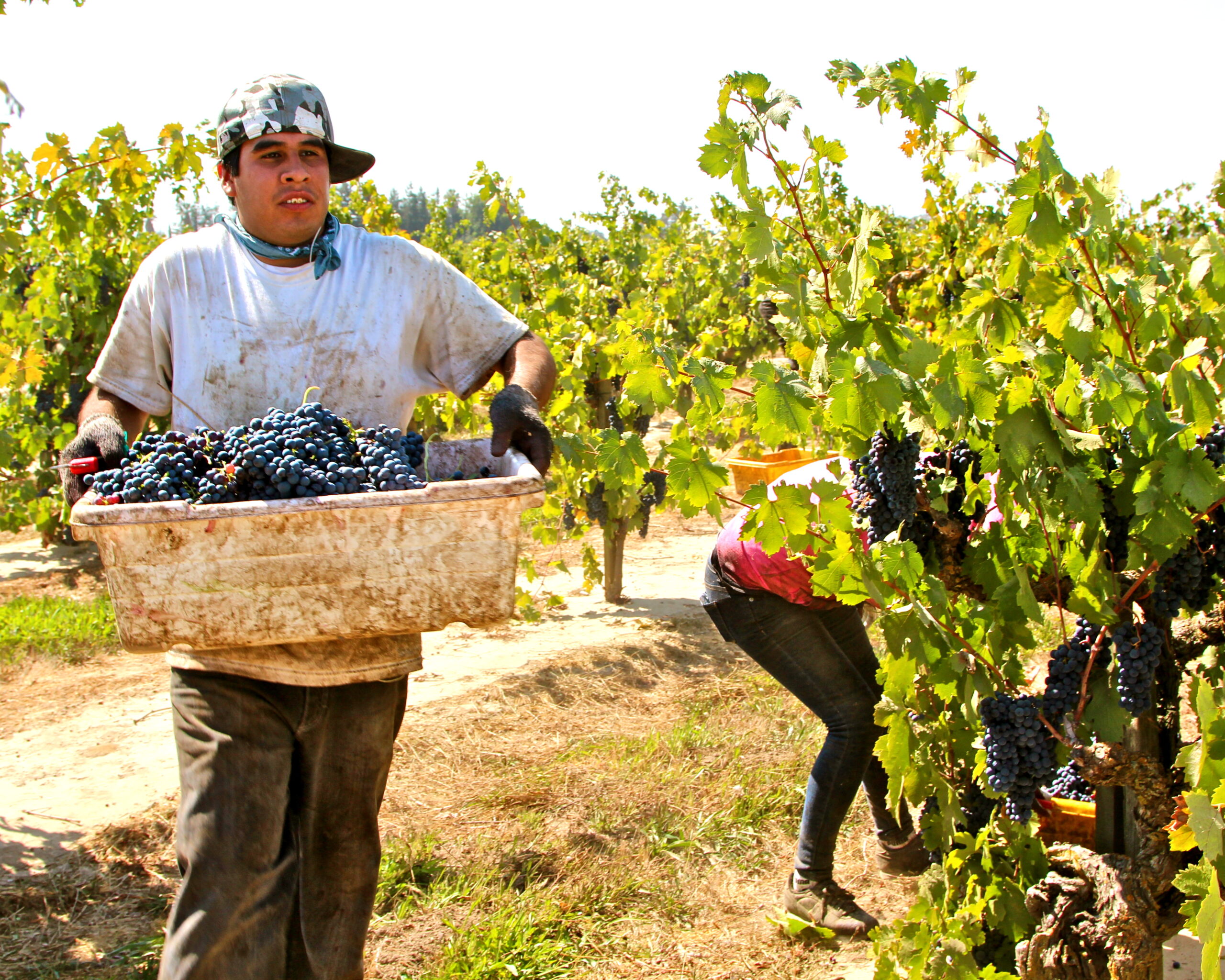 Worker harvesting ripe grapes in Lodi vineyard during grape harvest season.