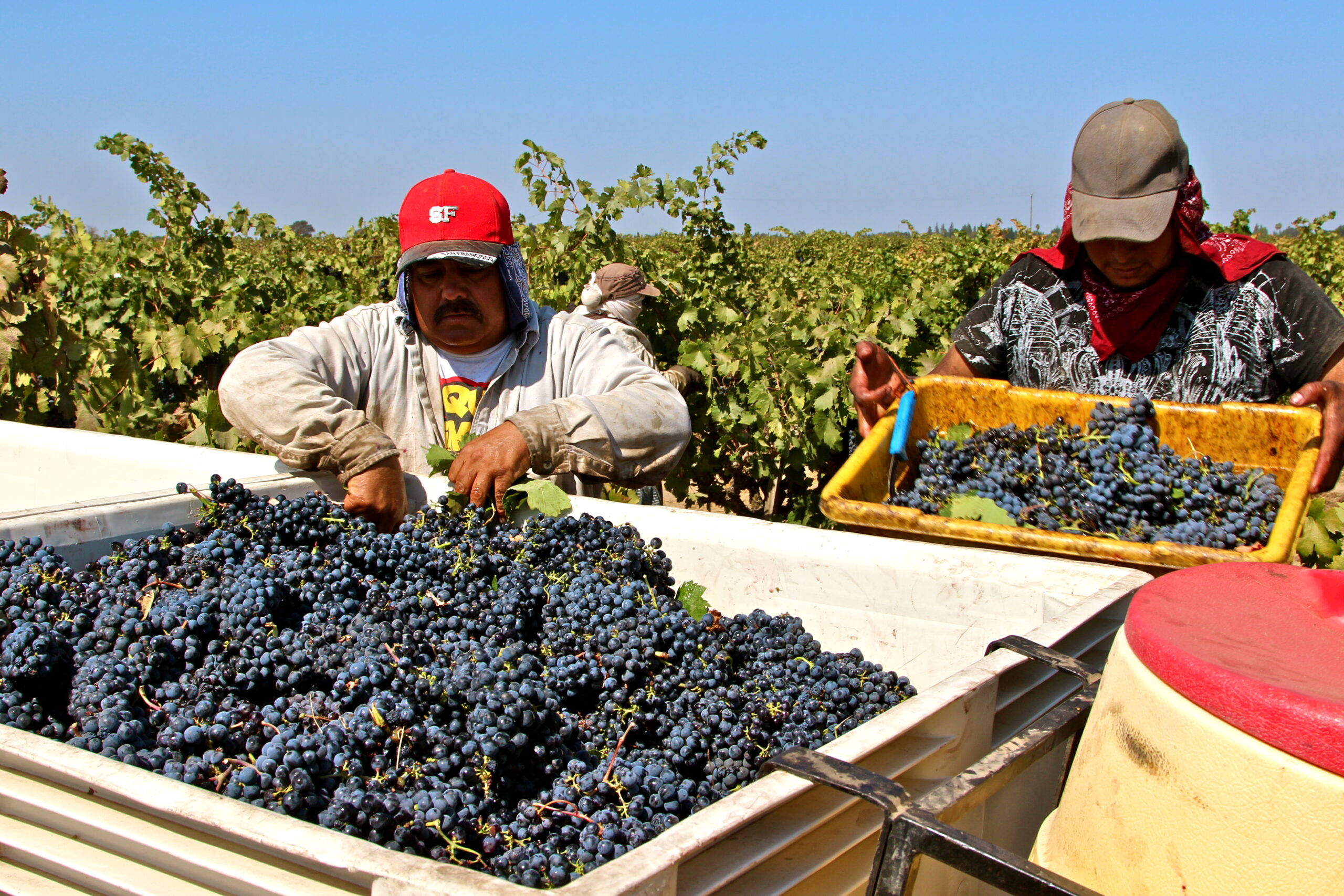 Workers harvesting ripe grapes in a Lodi vineyard during the harvest season.