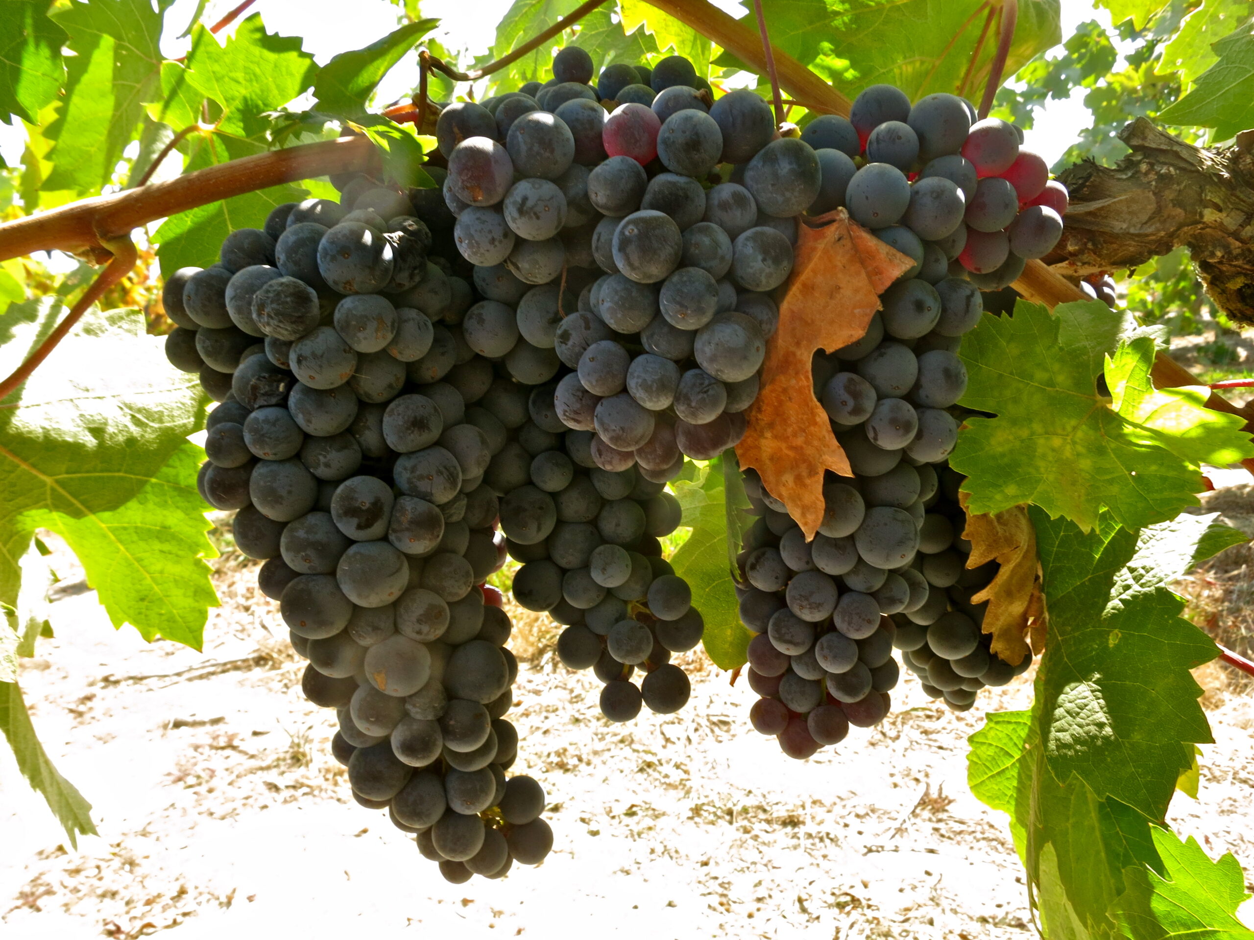 Close-up of ripe dark purple winegrapes hanging on vine in Lodi vineyard.
