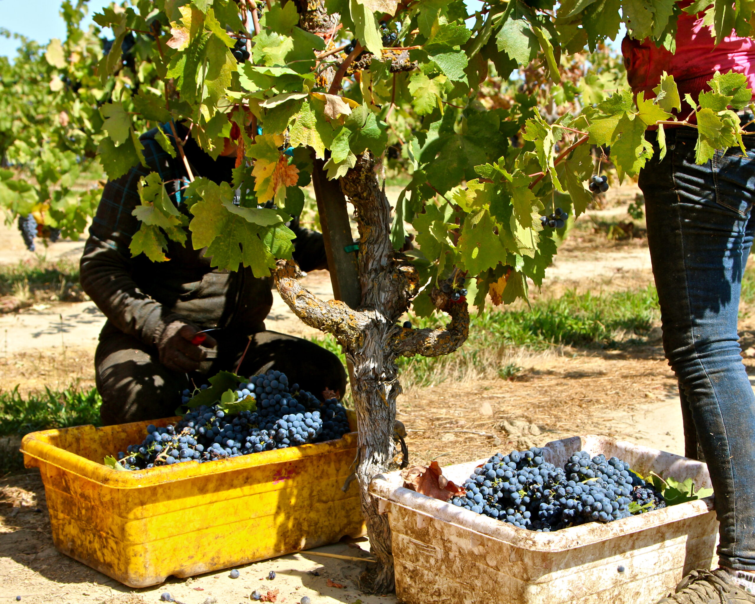 Workers harvest ripe grapes from a vineyard in Lodi, California, during the grape harvest season.