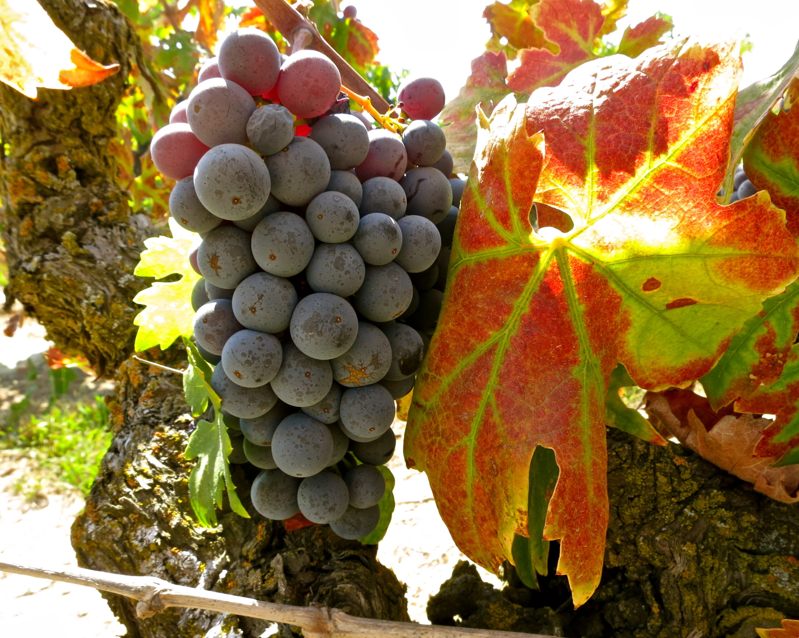 Close-up of ripe purple winegrapes on vine with colorful autumn leaves in Lodi, California.