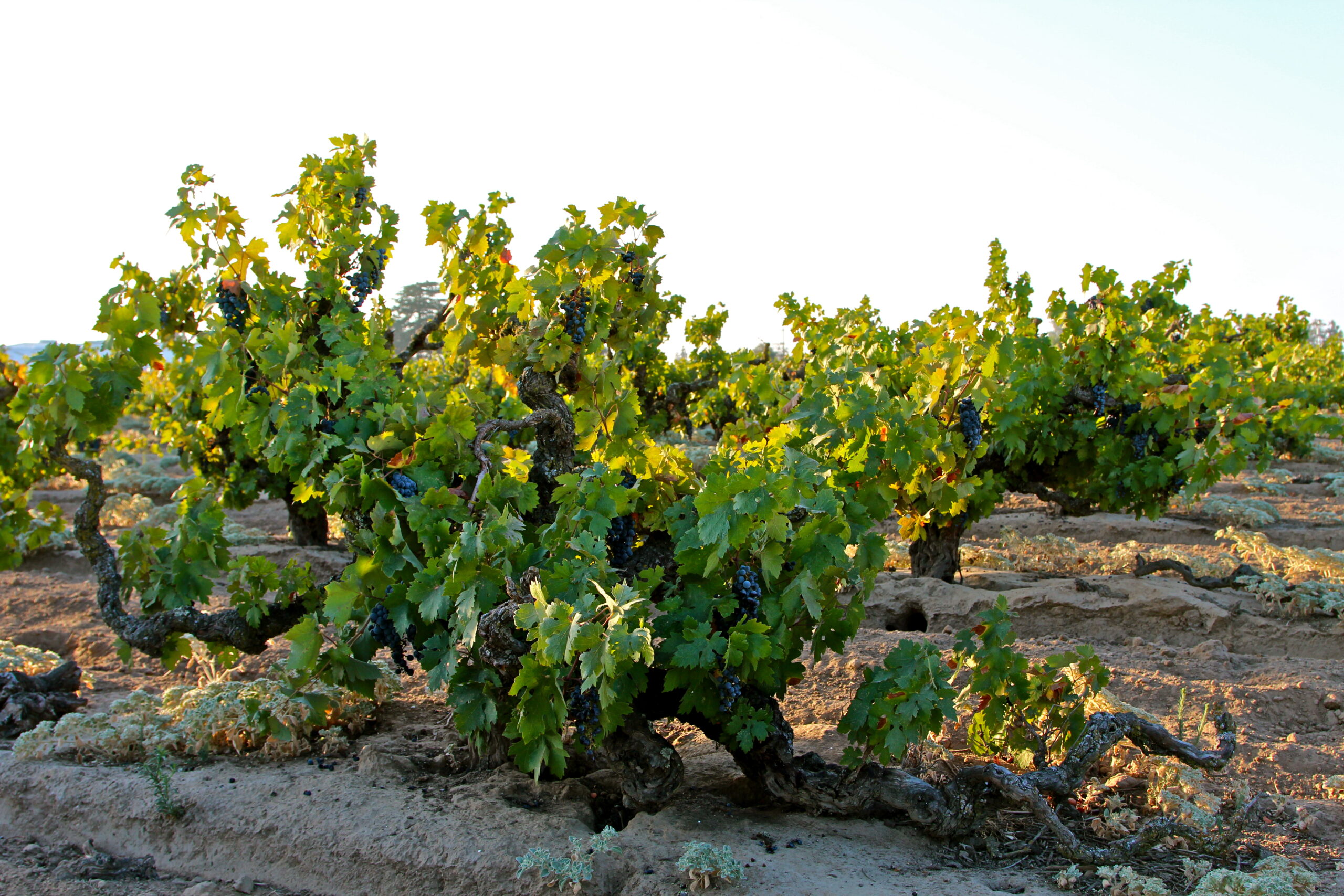 Lodi winegrape vineyard with lush green vines and ripe grapes in California's wine region.