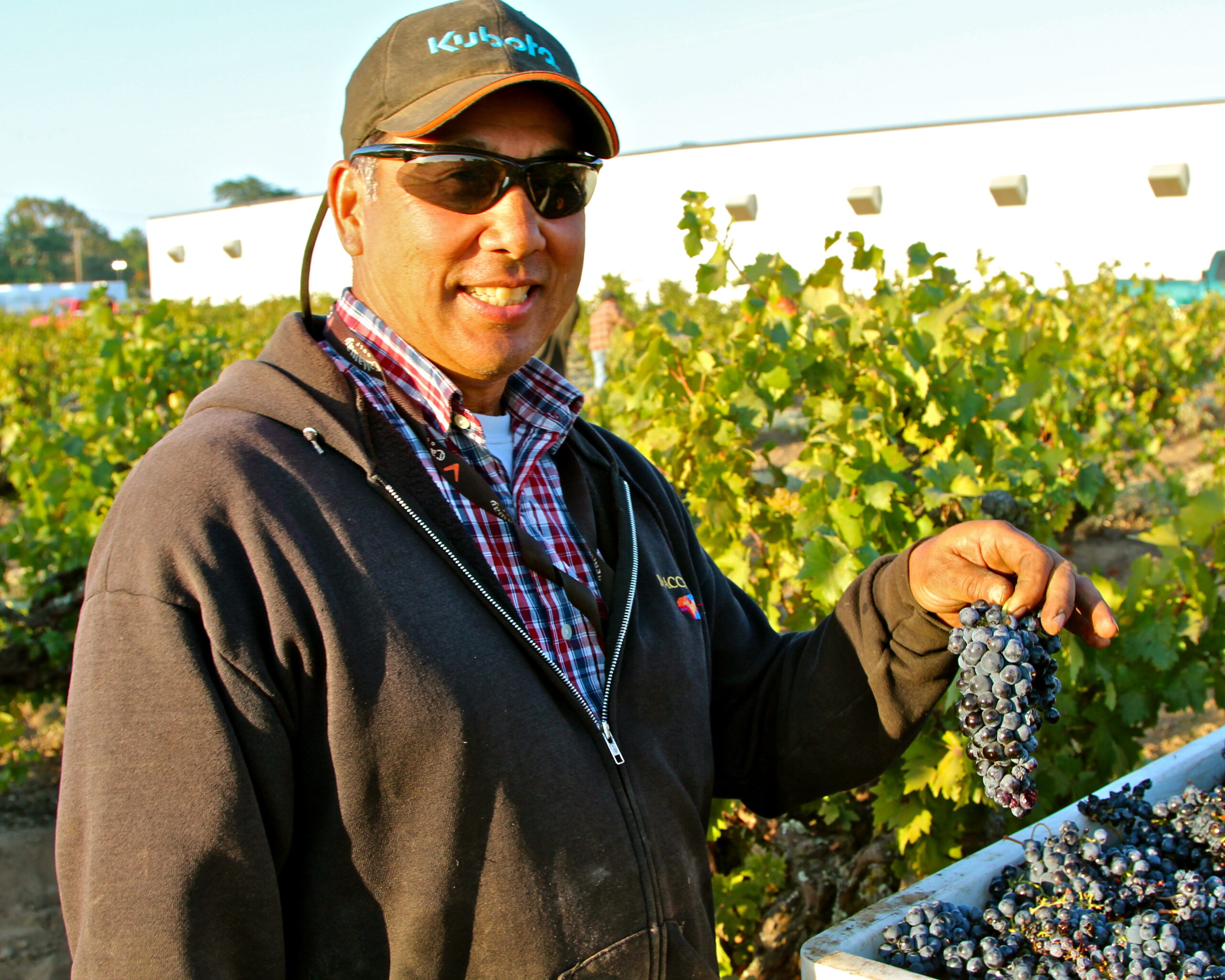 Man harvesting ripe grapes in Lodi vineyard for wine production.