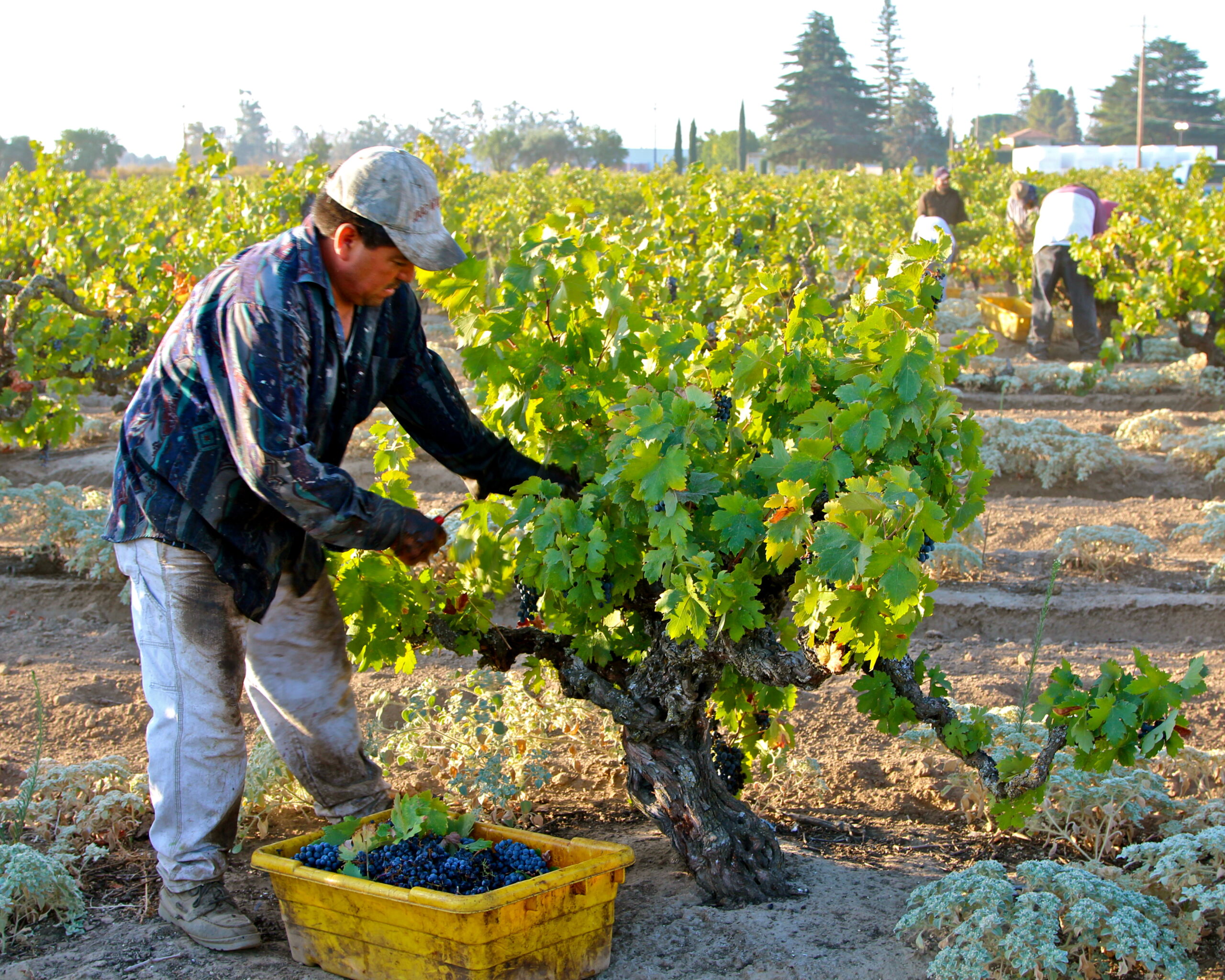 Vineyard worker harvesting grapes in Lodi wine region during daytime.
