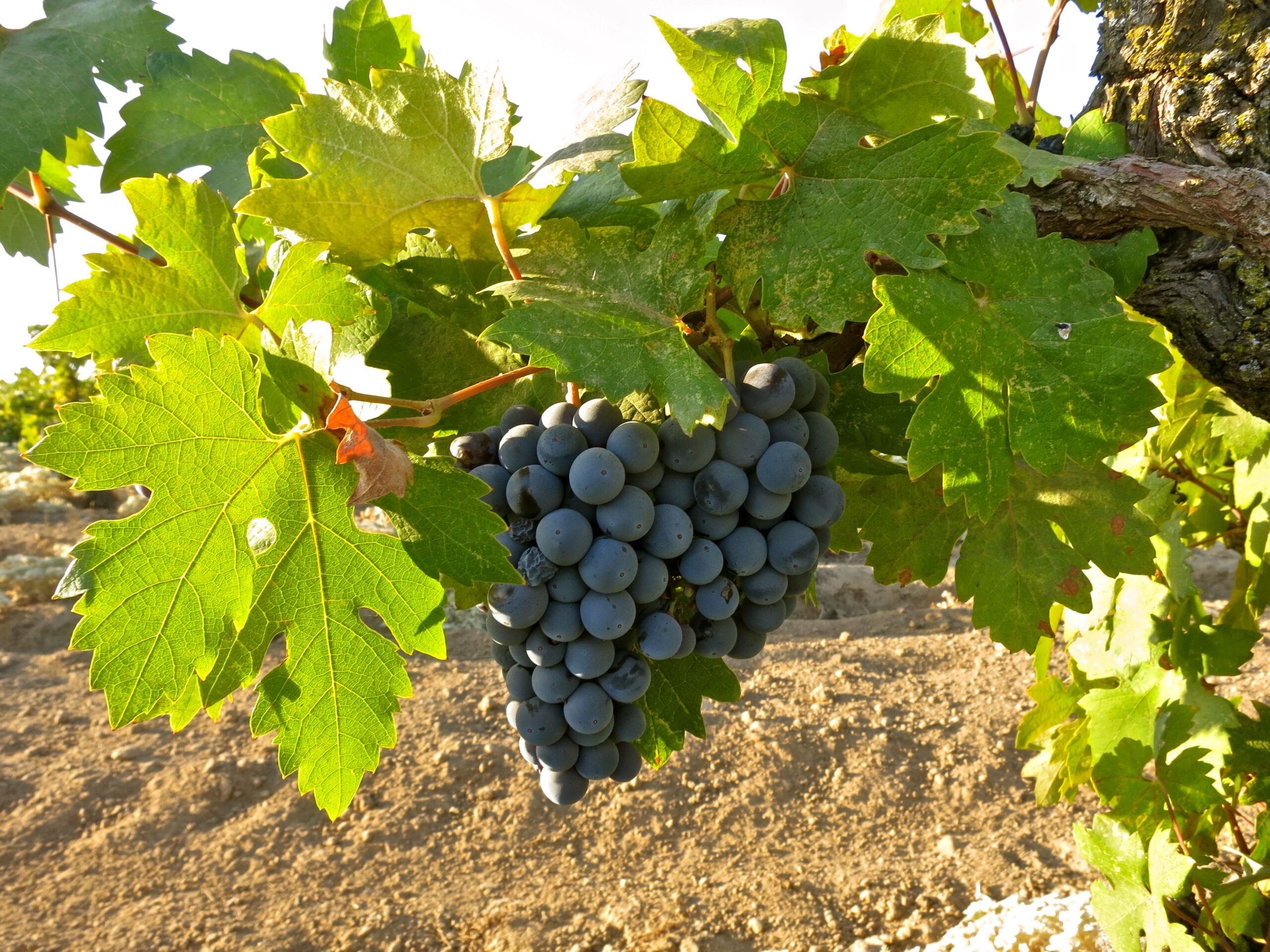 Close-up of ripe dark grapes on vine with green leaves in Lodi wine region.
