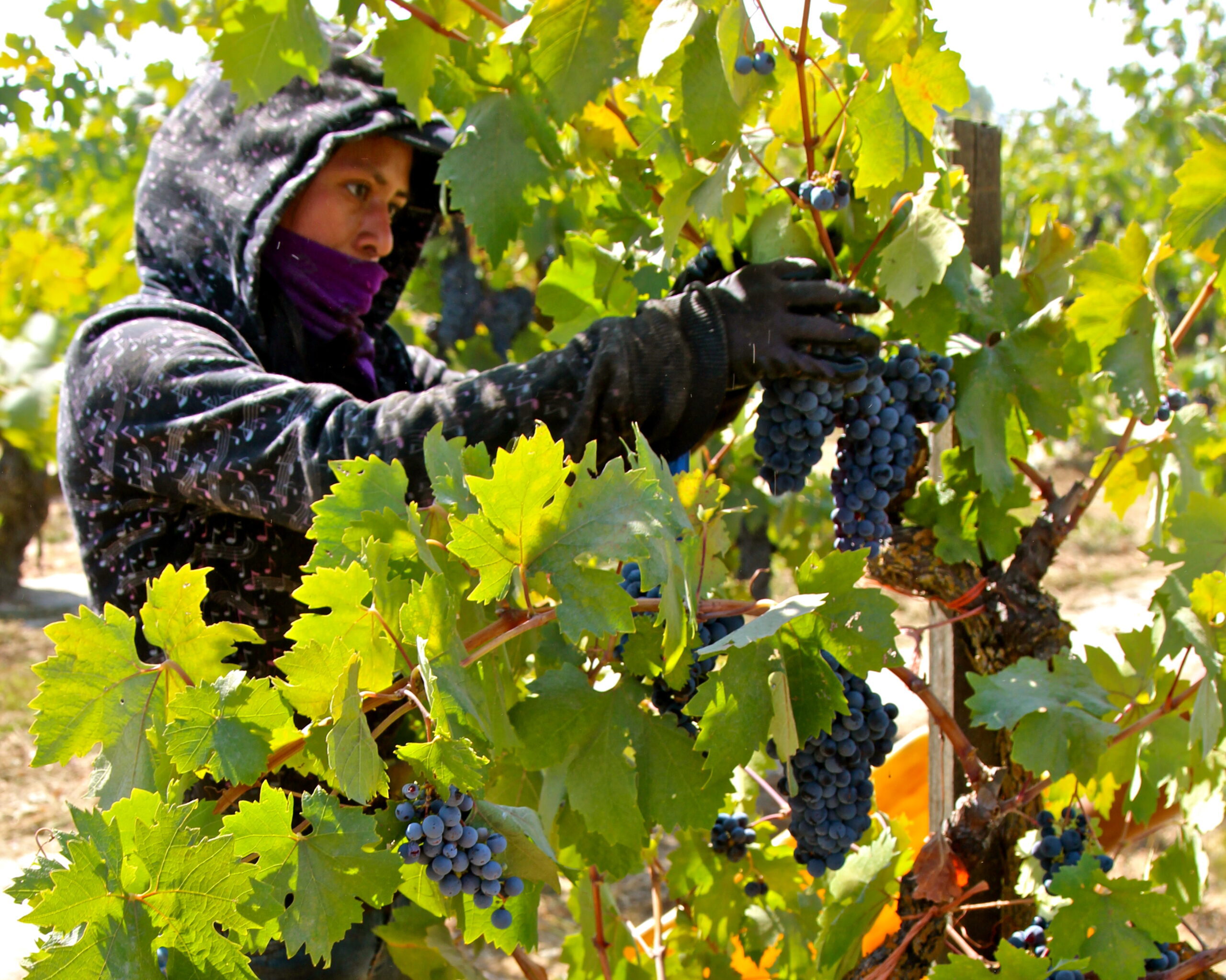 Vineyard worker harvesting ripe grapes in Lodi wine region, wearing protective clothing and gloves.