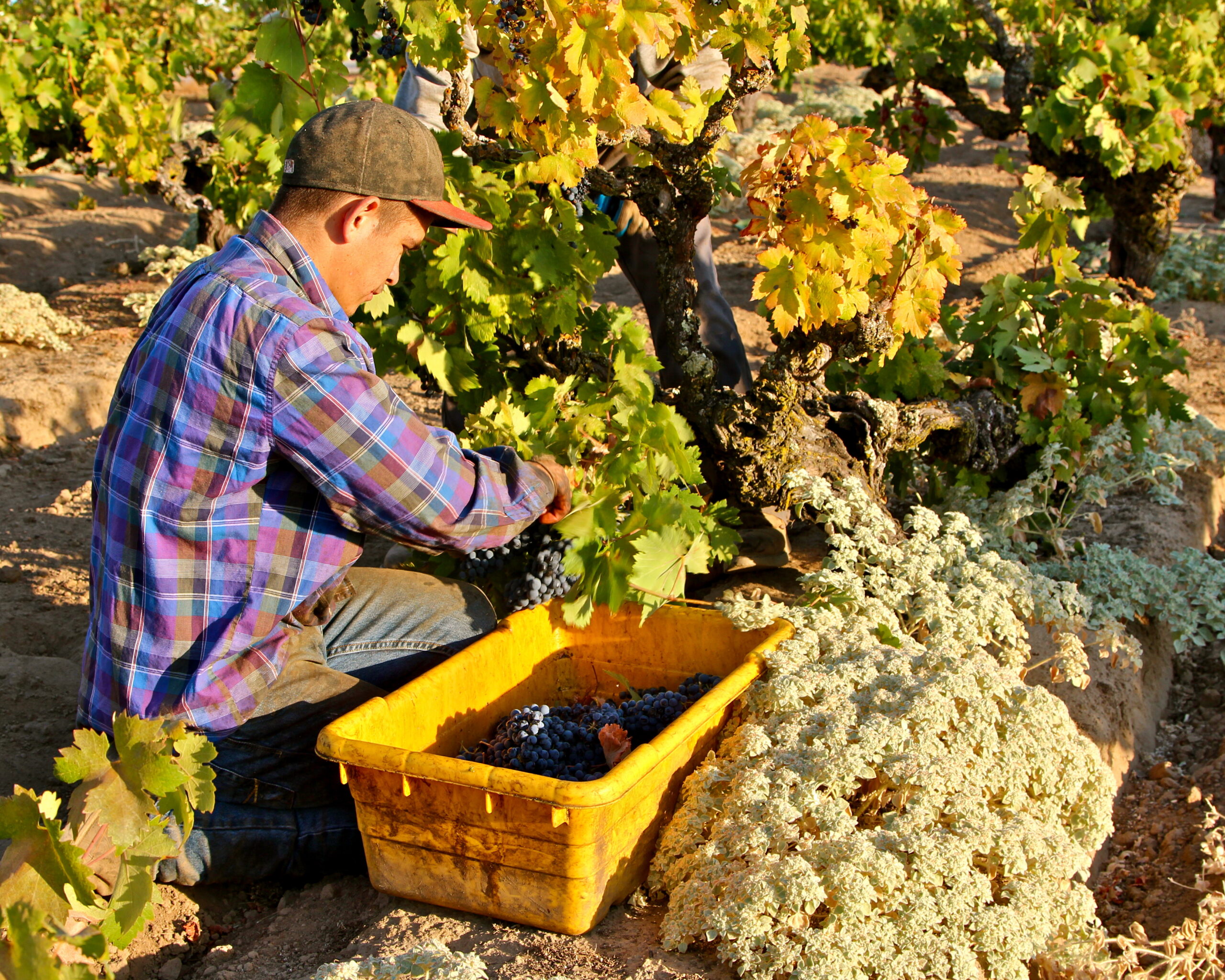 Vineyard worker harvesting grapes in Lodi, California for wine production.