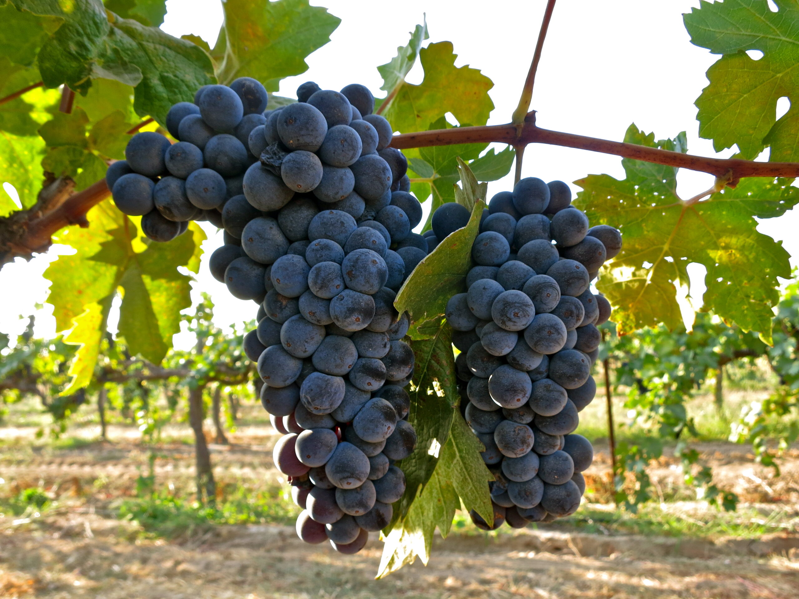 Close-up of ripe dark purple winegrapes hanging on vine in Lodi vineyard.