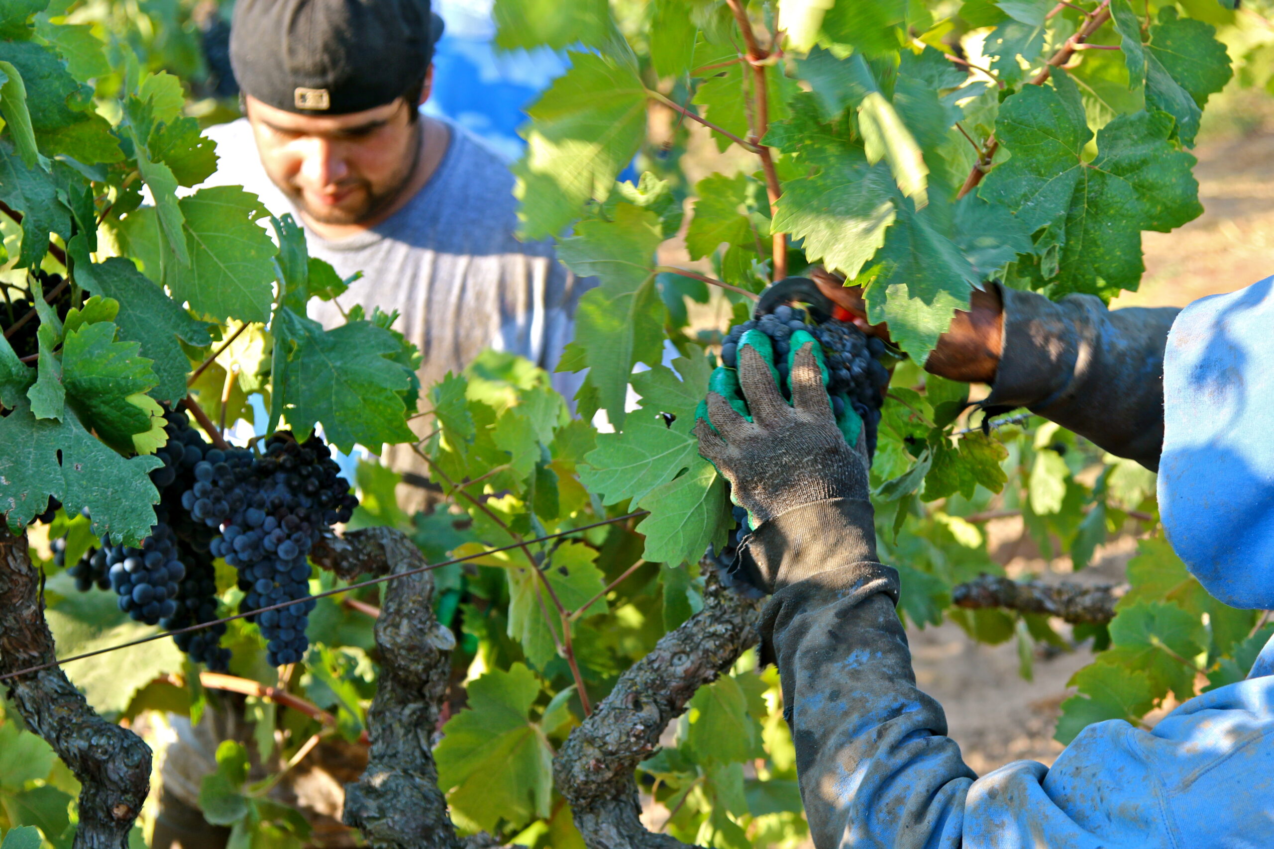 Workers harvesting ripe grapes in a Lodi vineyard during the harvest season.