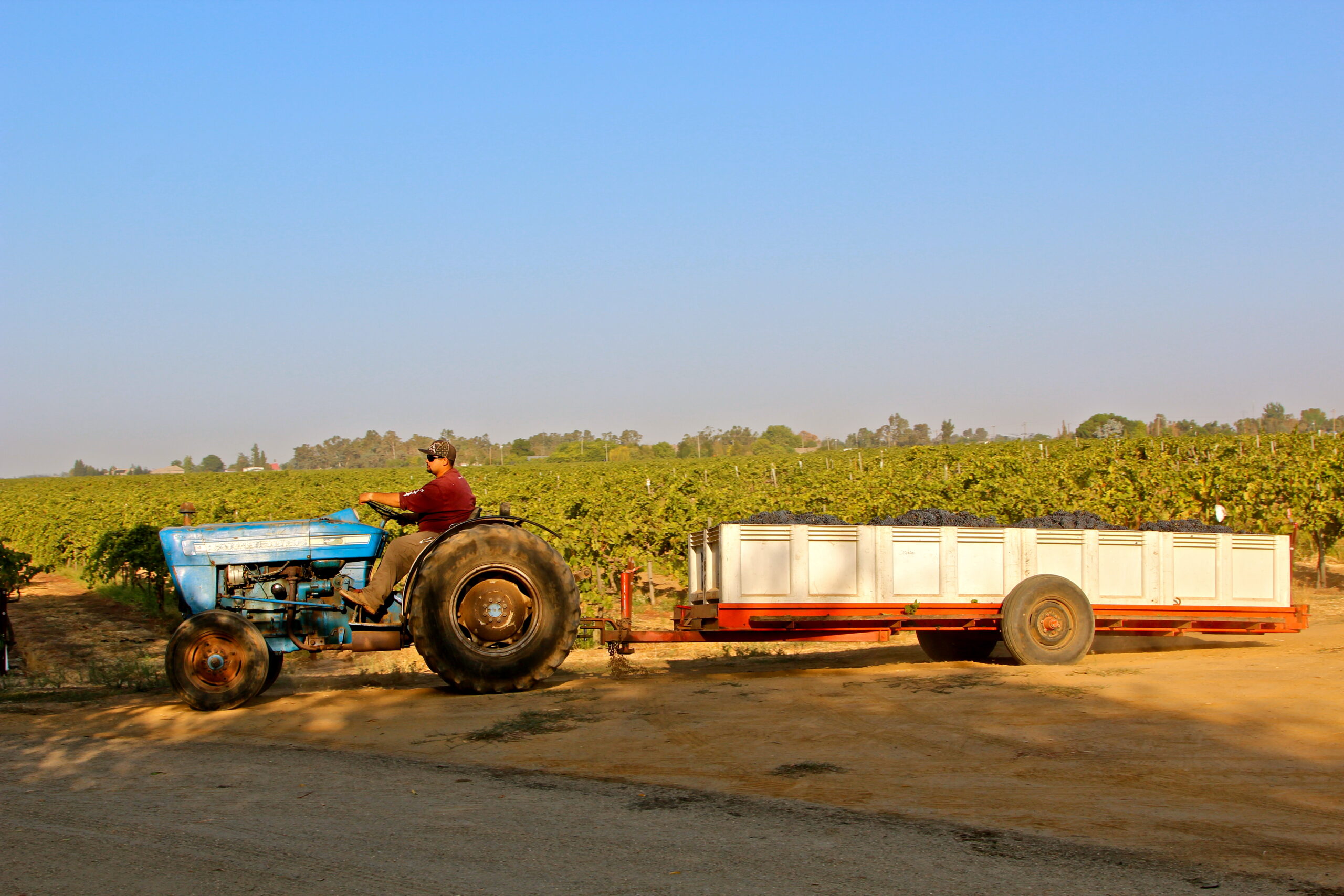 Farmer driving a tractor with a trailer in a lush vineyard during harvest season in Lodi, California.