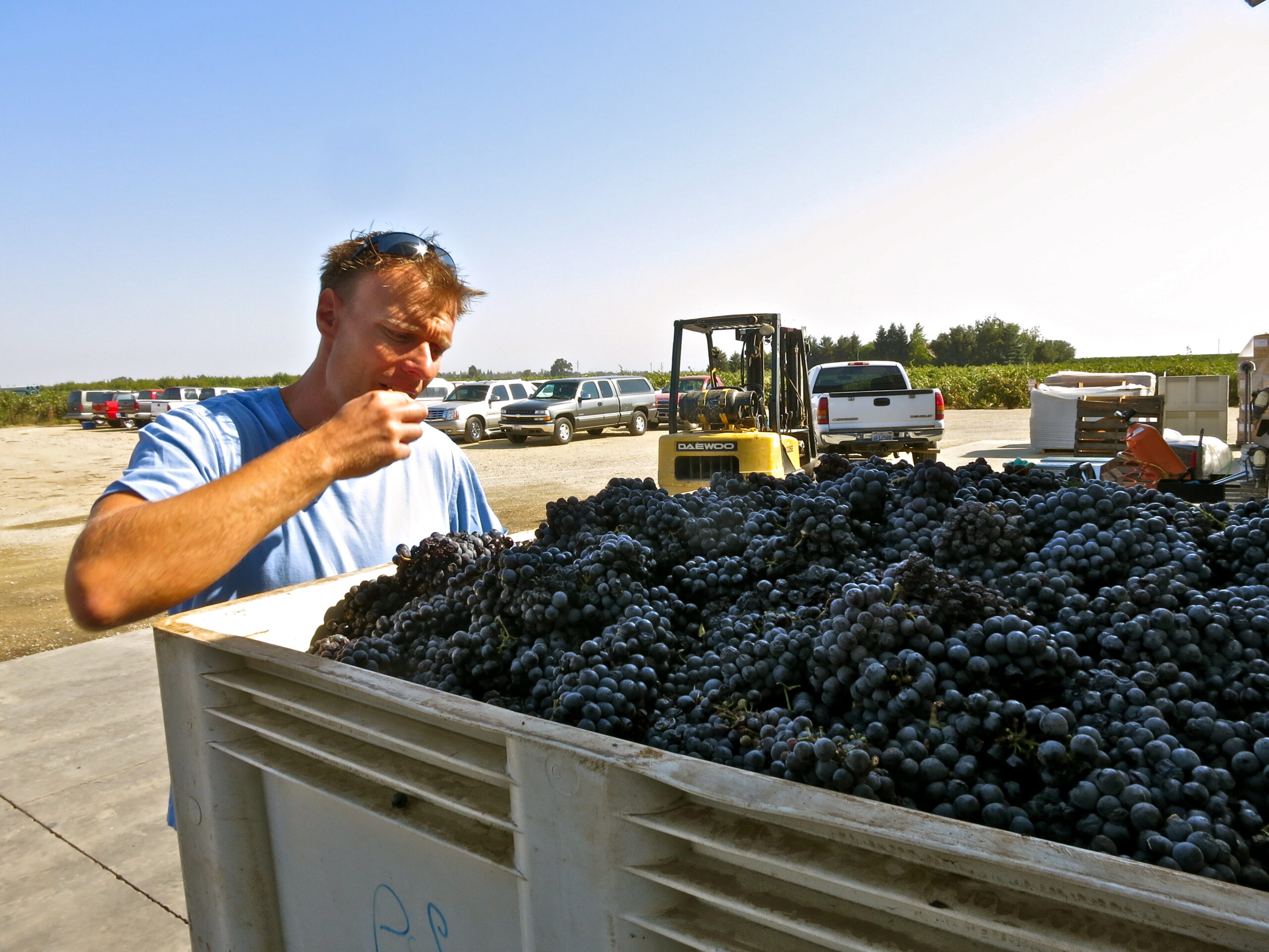 Man inspecting freshly harvested black grapes in a vineyard with a forklift and parked cars in the background.