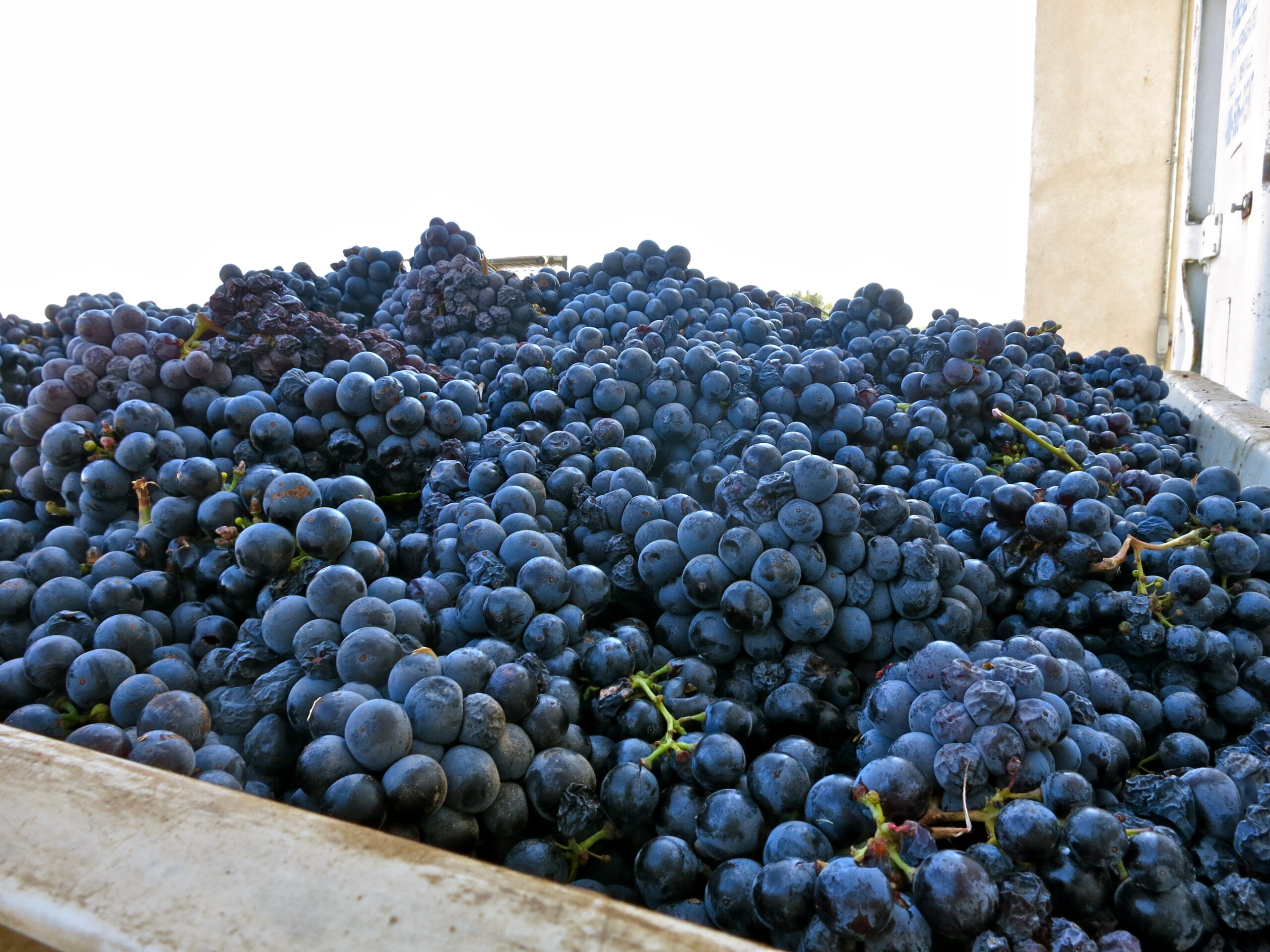 Freshly harvested dark purple winegrapes in a large container for winemaking in Lodi, California.