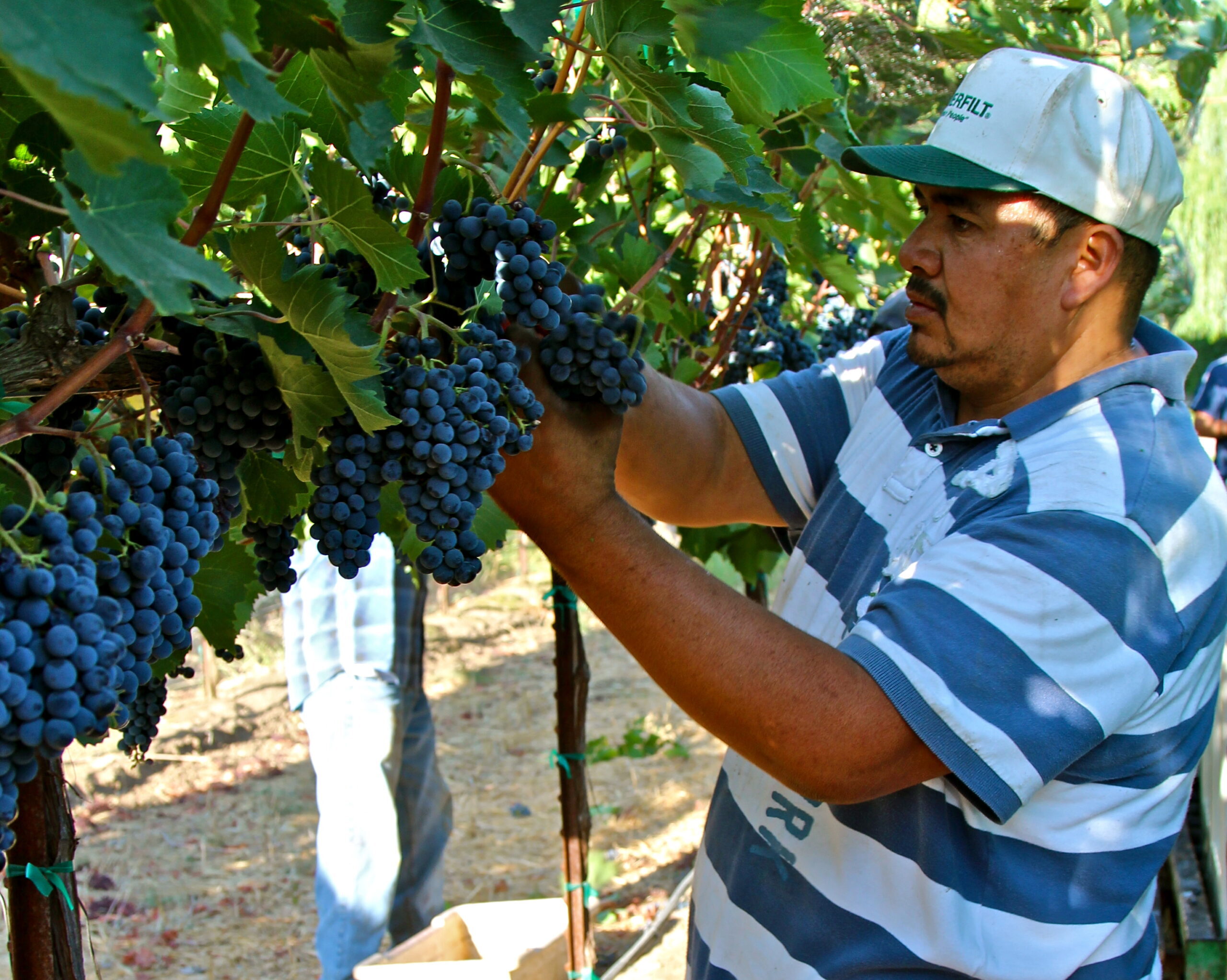 Vineyard worker harvesting ripe grapes in Lodi wine region, California.
