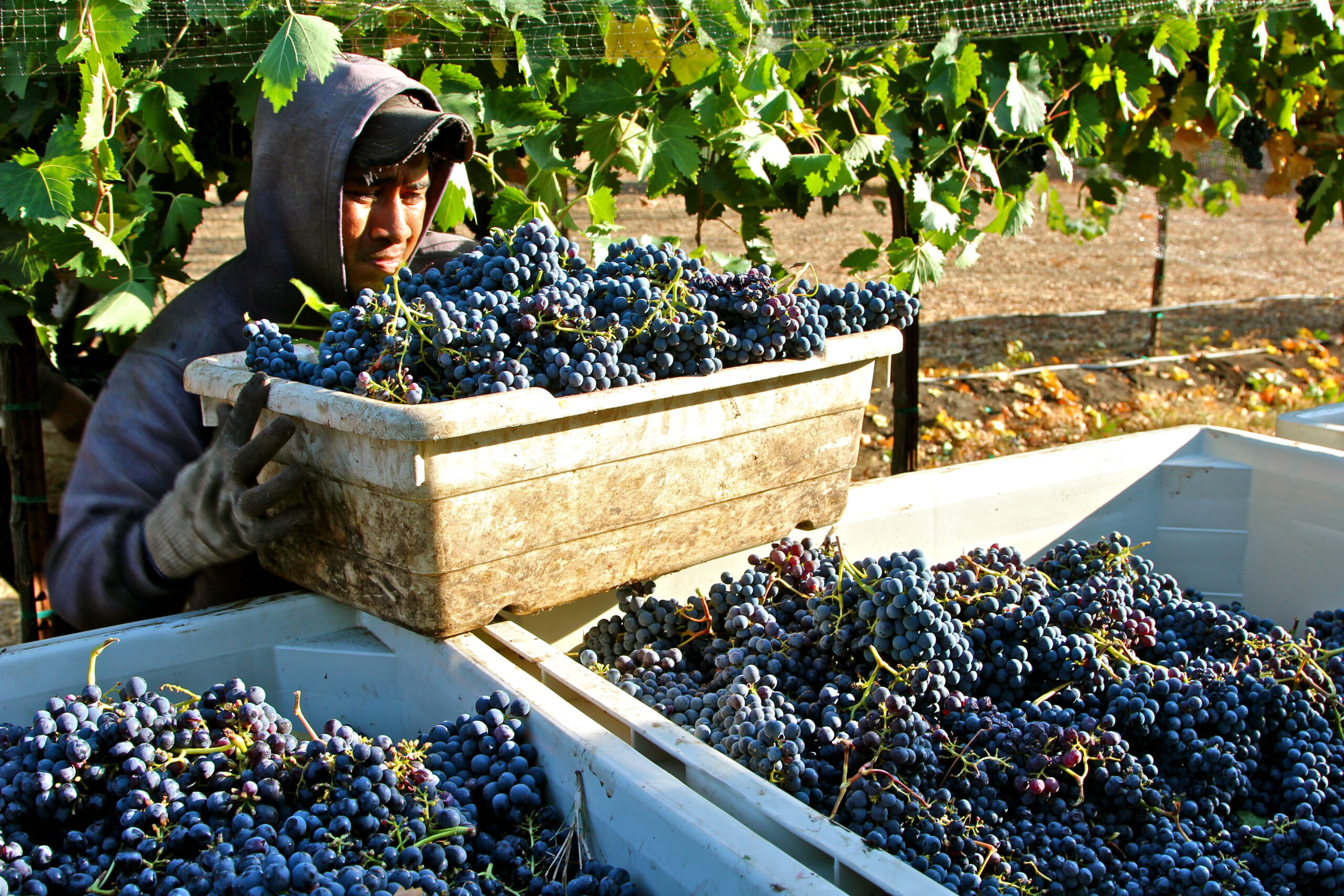 Worker harvesting ripe grapes in a Lodi vineyard during harvest season.