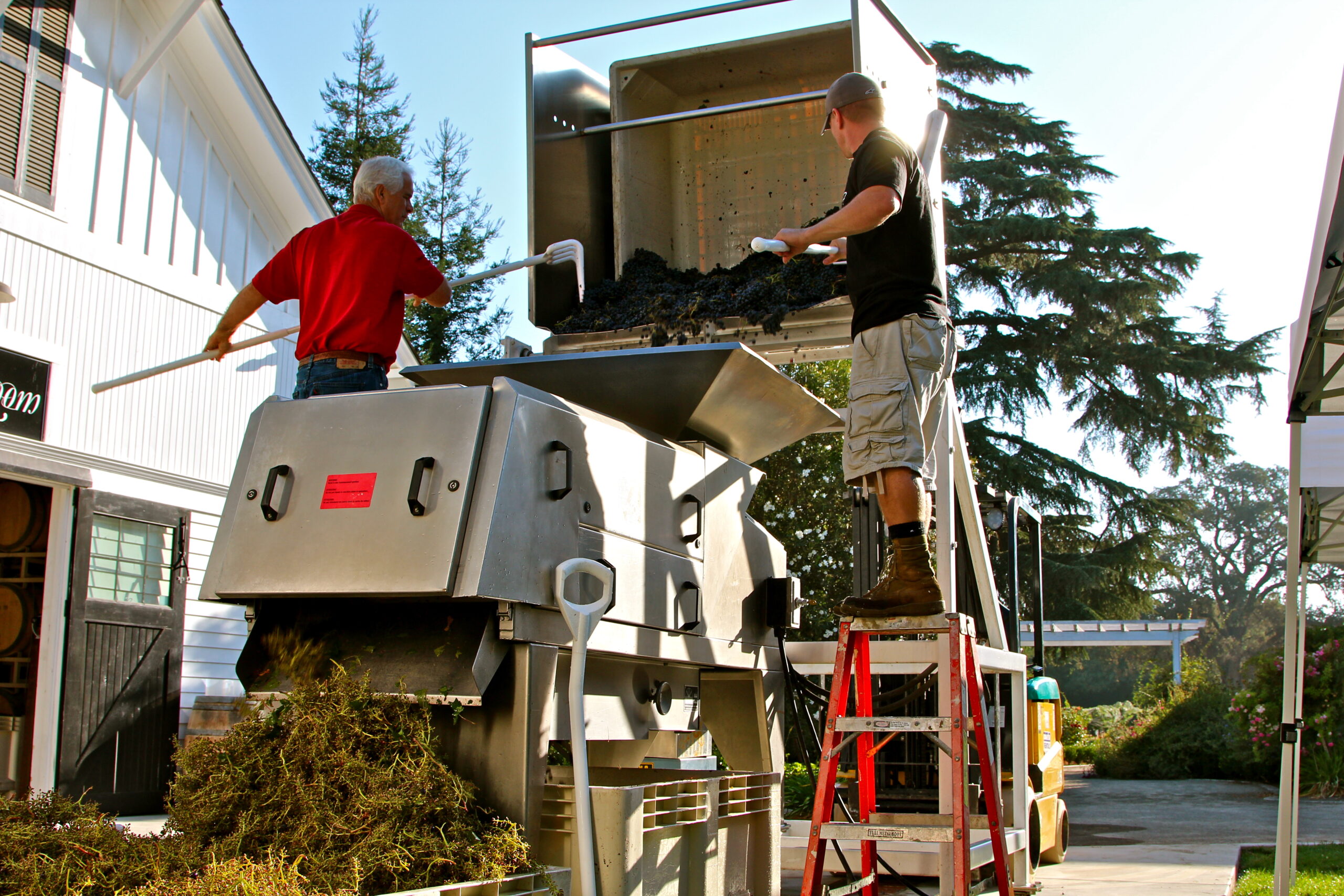 Two workers harvest grapes using a grape crusher at Lodi Winegrape Commission vineyard.
