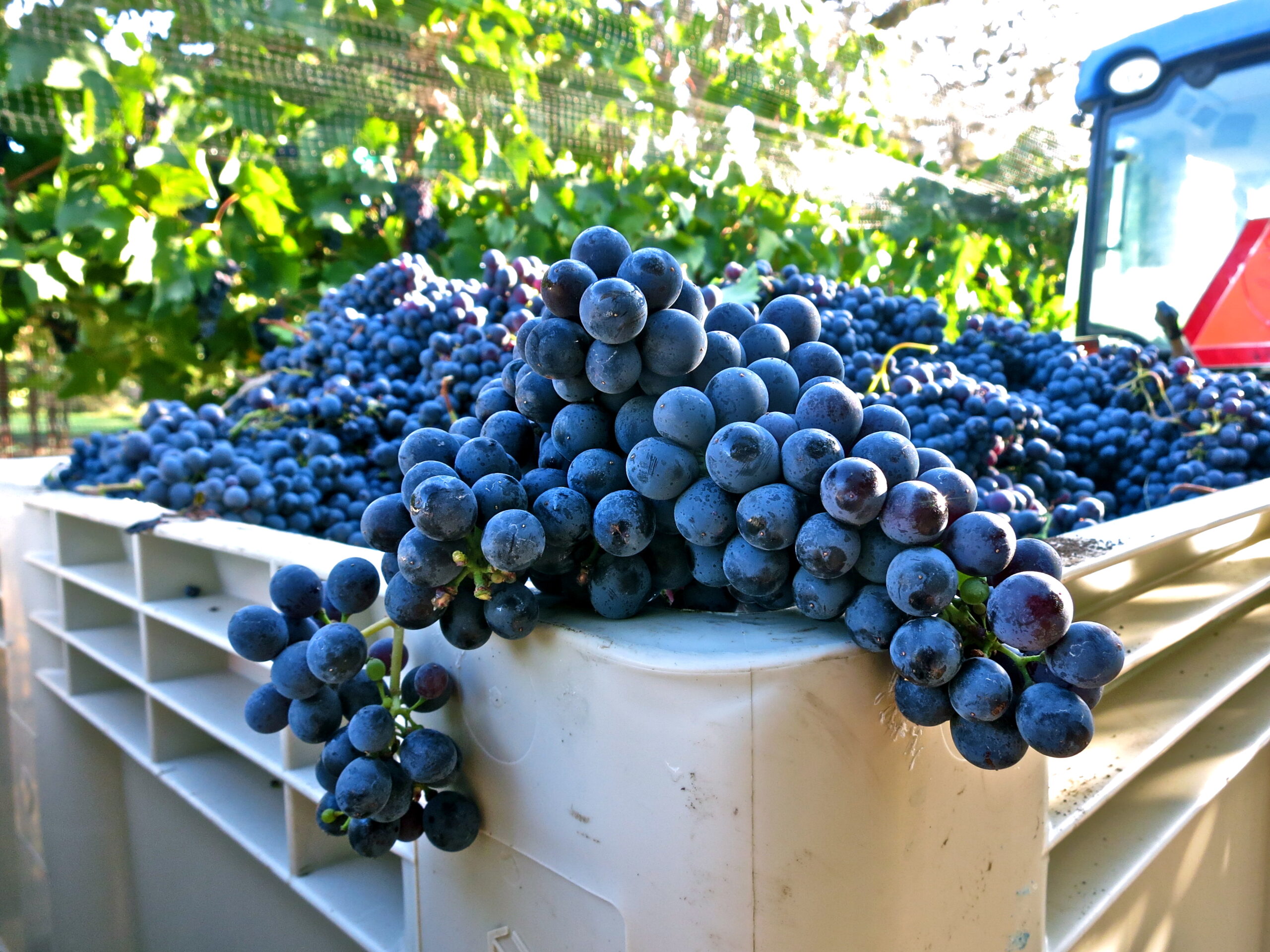 Freshly harvested dark purple winegrapes in a white container at Lodi vineyards.