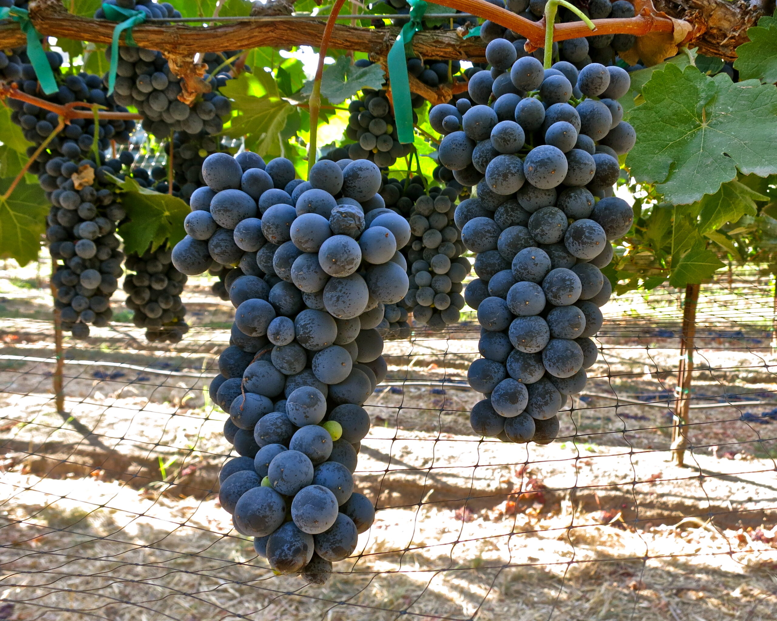 Close-up of ripe dark purple winegrapes hanging on vine in Lodi vineyard.