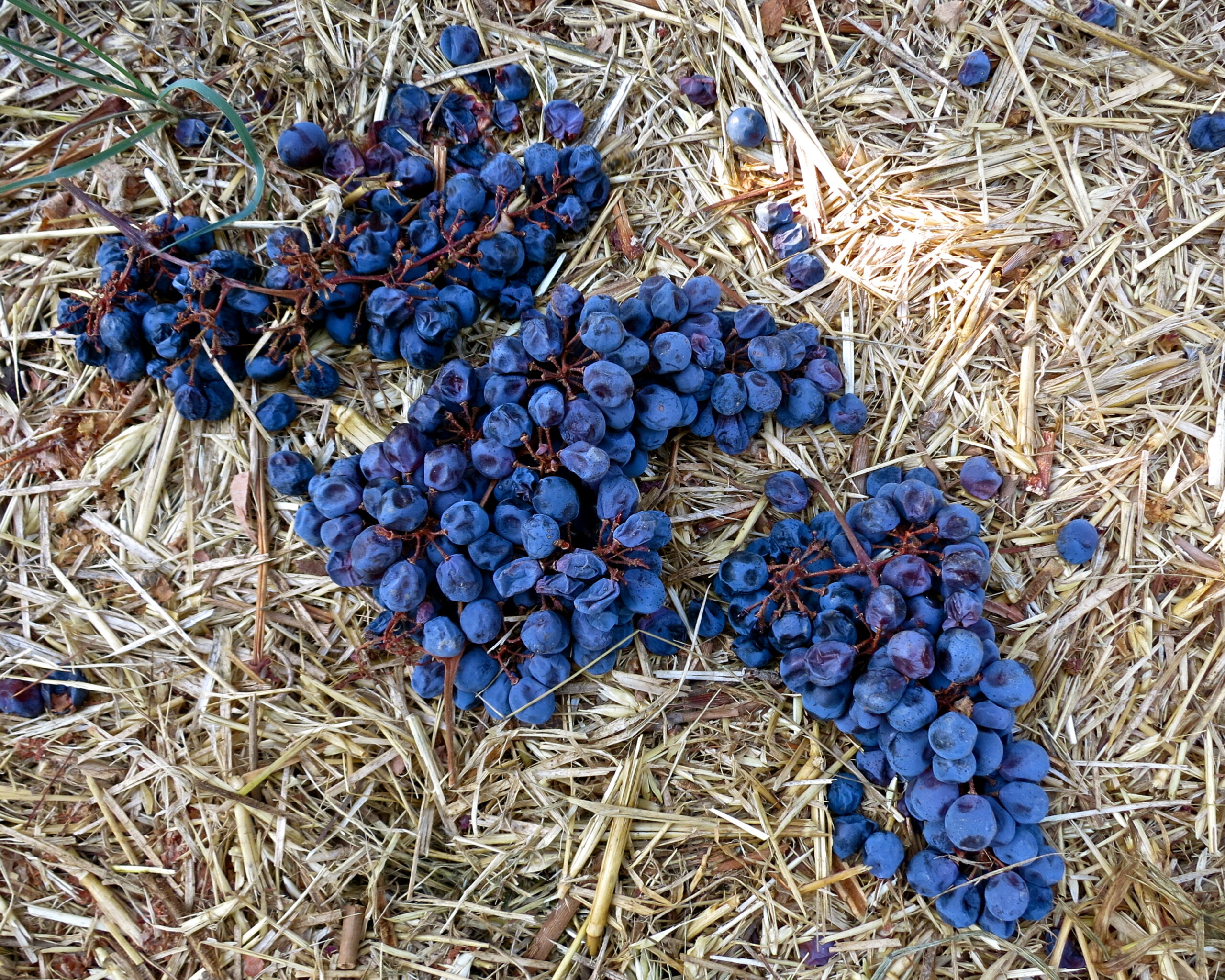 Clusters of ripe blue winegrapes on straw-covered ground in Lodi, California.