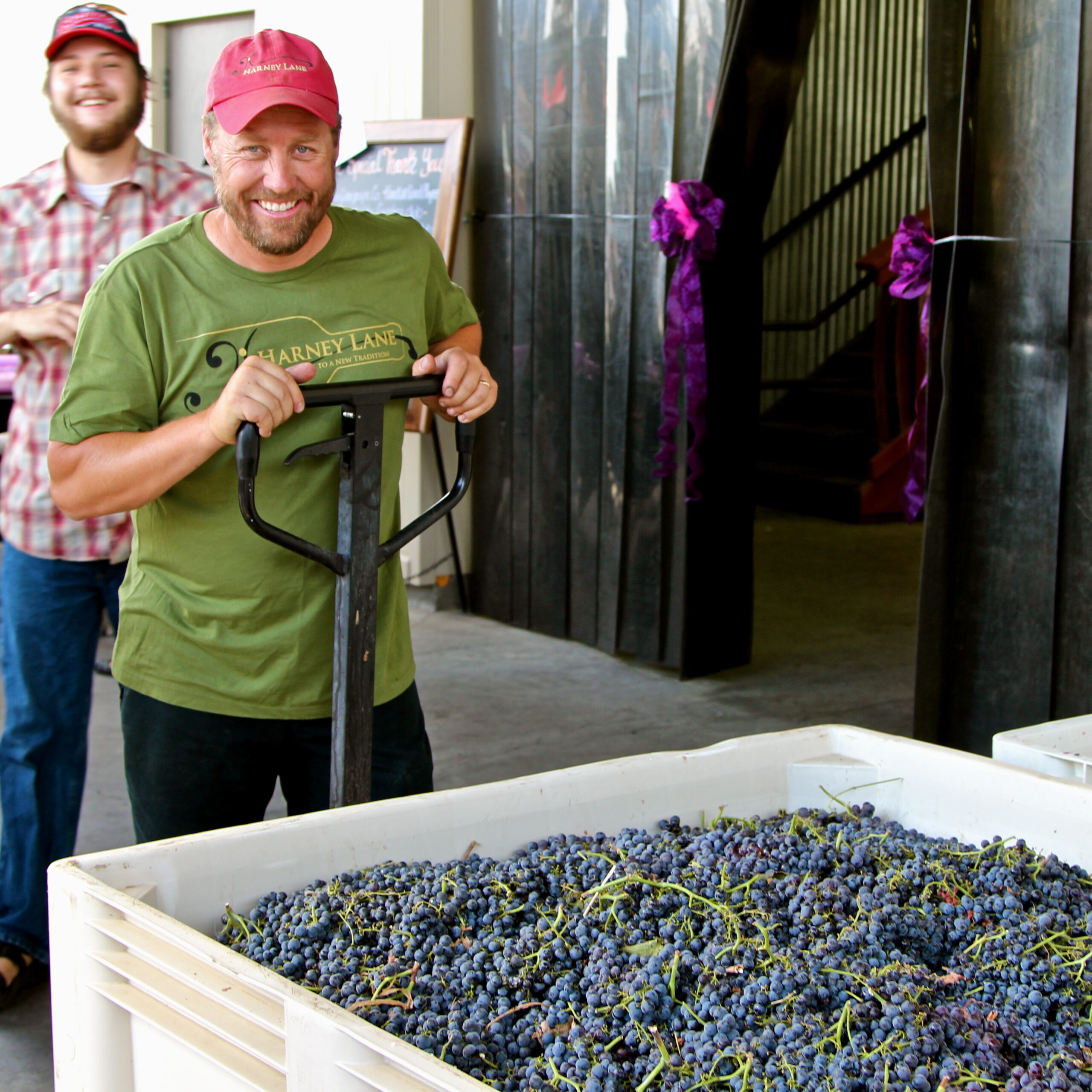 Happy man with a pallet jack at a grape harvest event in Lodi, California, with a large bin of freshly harvested grapes.