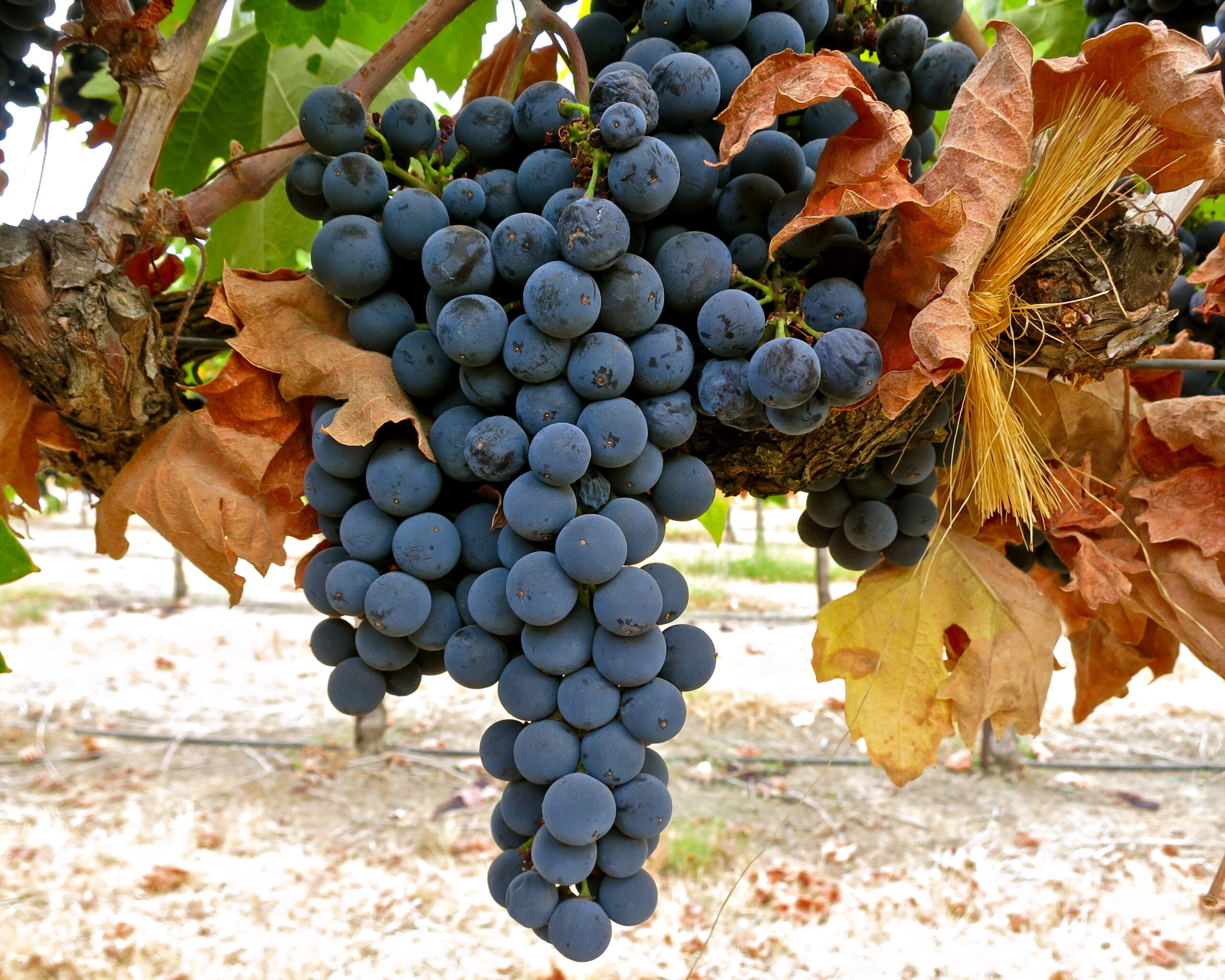 Close-up of ripe dark purple wine grapes hanging on the vine in Lodi wine region.