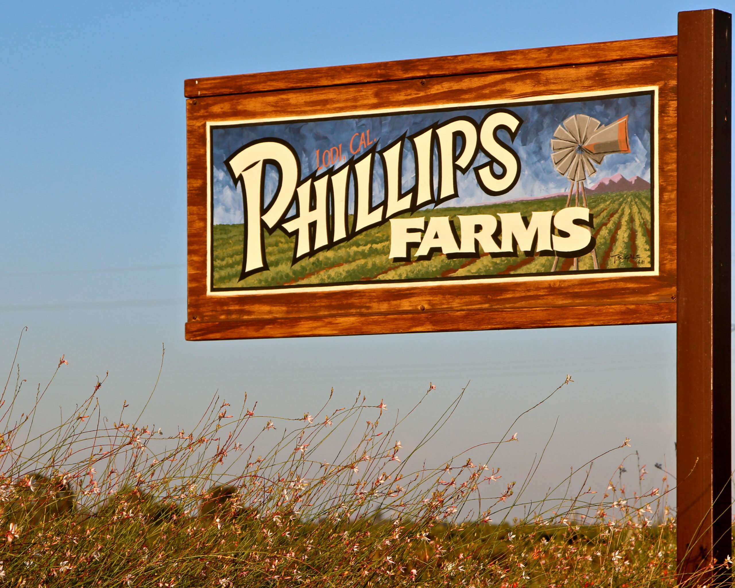 Pallipp's Farms vineyard sign in Lodi, California, showcasing local wine grape farming.