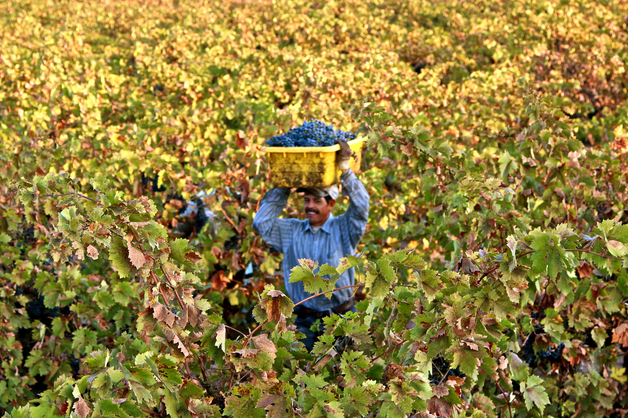 Farmer harvesting grapes in a lush vineyard with a basket of ripe grapes on his head.