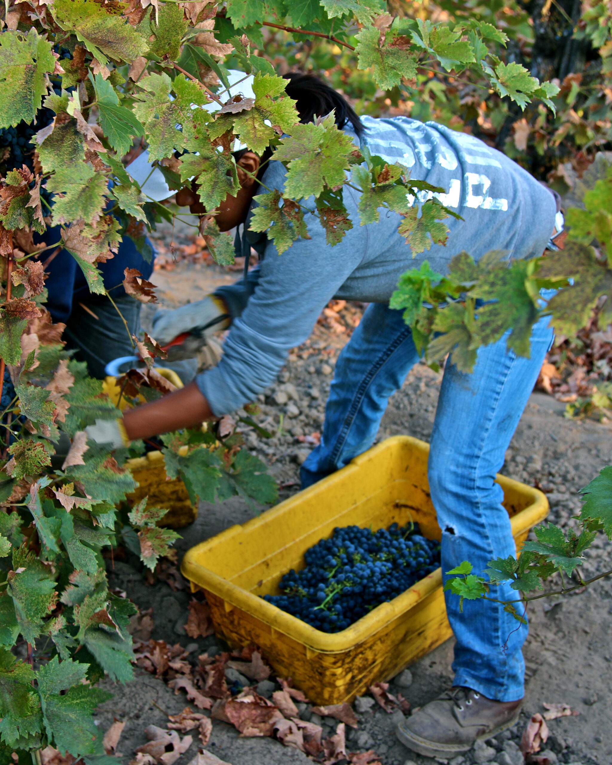 Worker harvesting grapes in a vineyard with a yellow container of grapes on the ground.