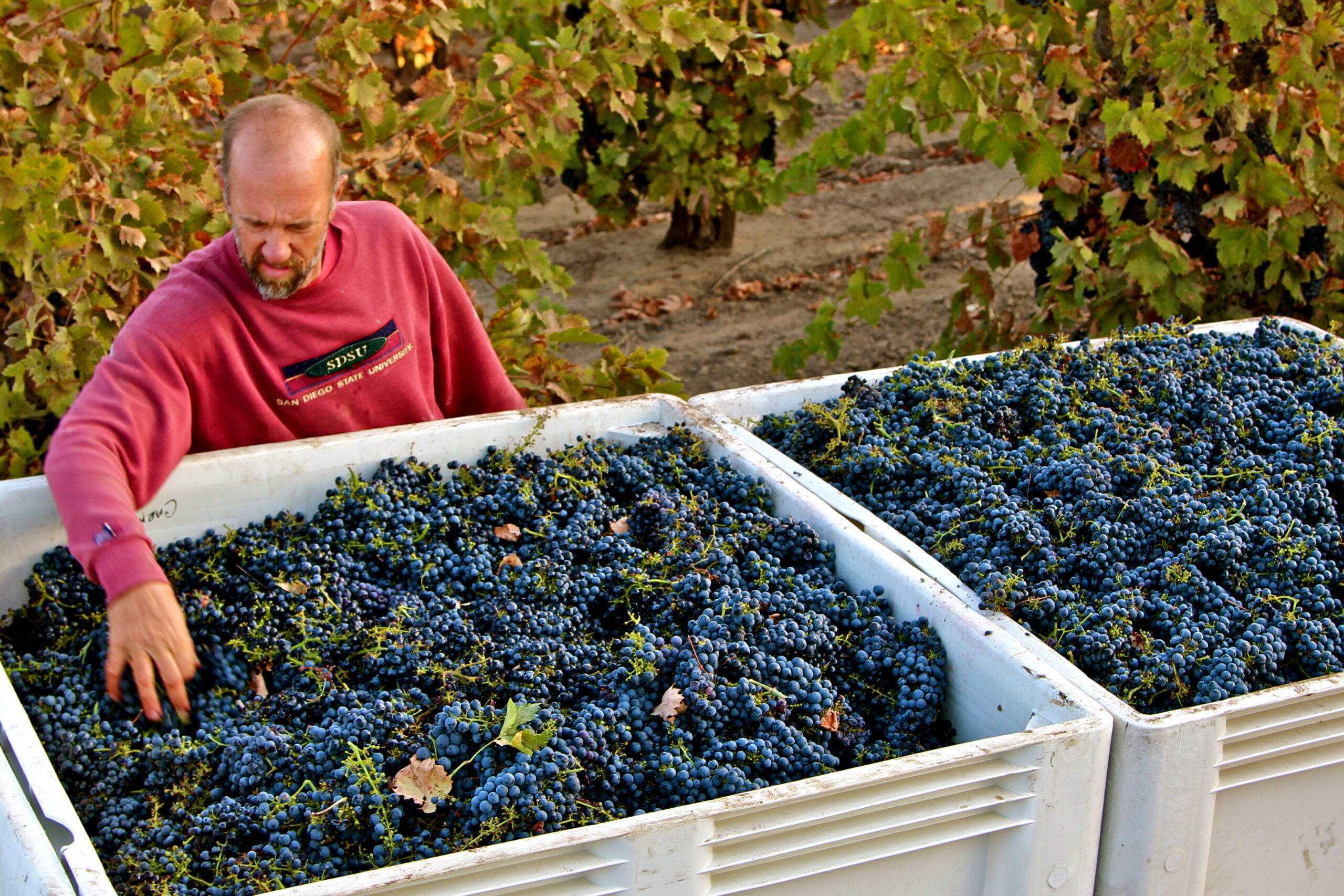 Vineyard worker harvesting ripe grapes in Lodi wine region, California.
