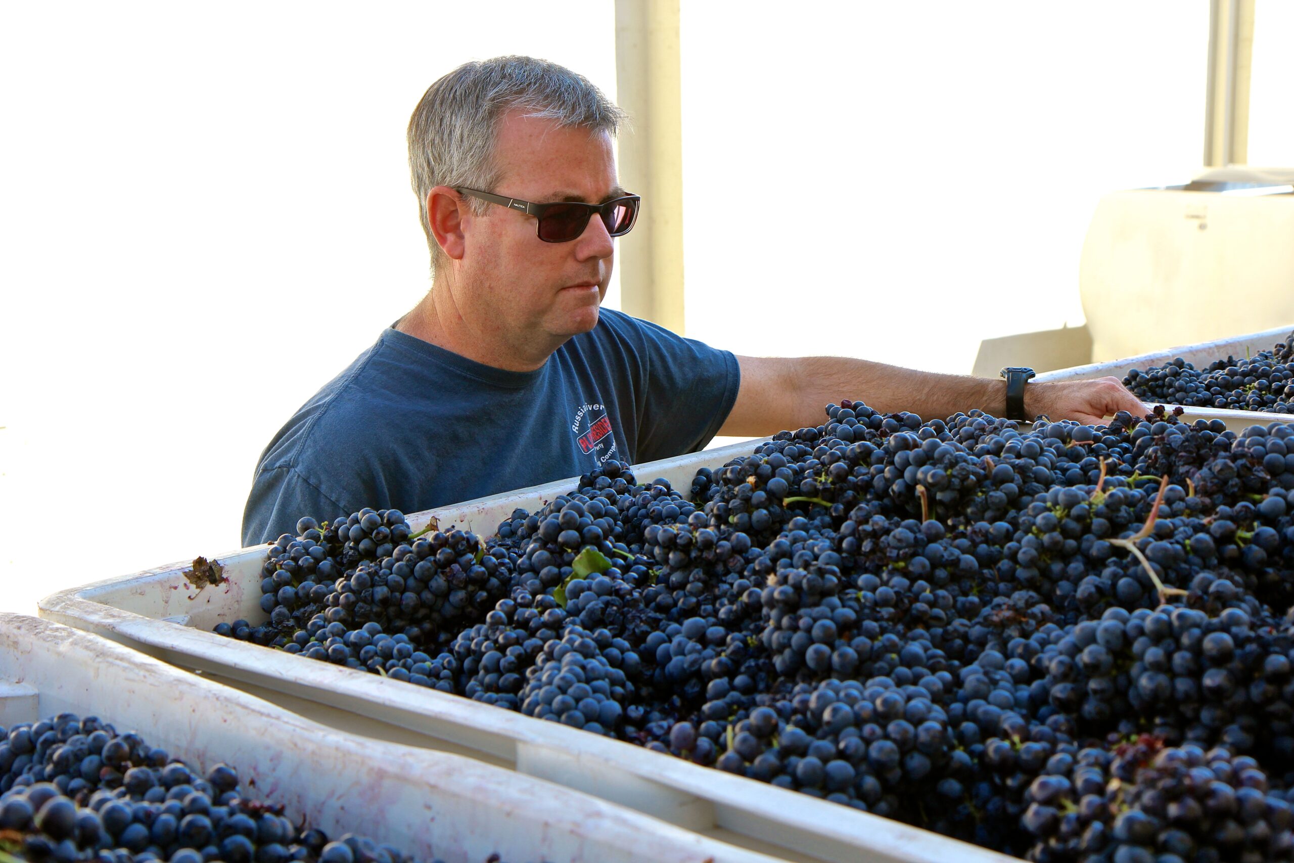 Man inspecting ripe grapes during harvest at Lodi Winegrape Commission.