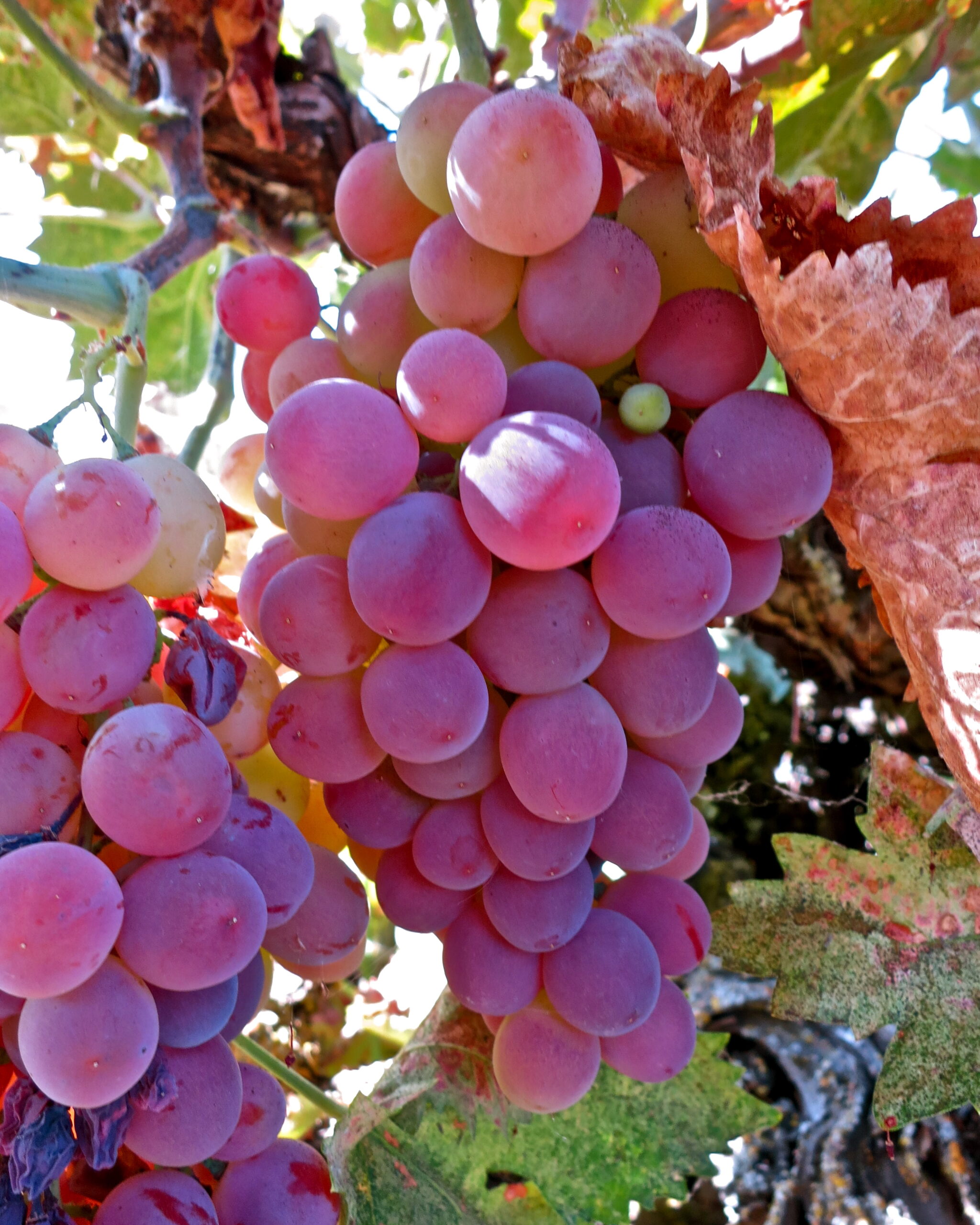 Close-up of ripe purple wine grapes on the vine, showcasing their vibrant color and healthy appearance.
