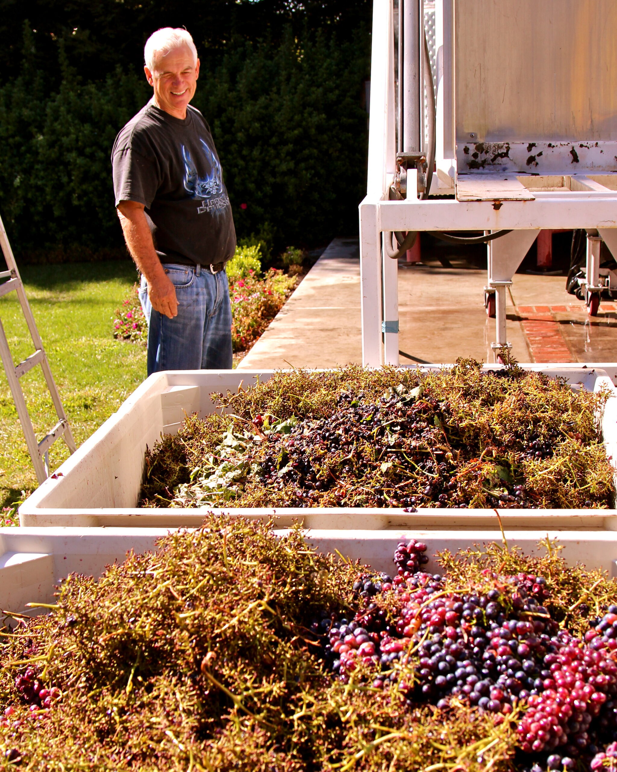 Man inspecting freshly harvested winegrapes in Lodi, California, during the grape harvest season.