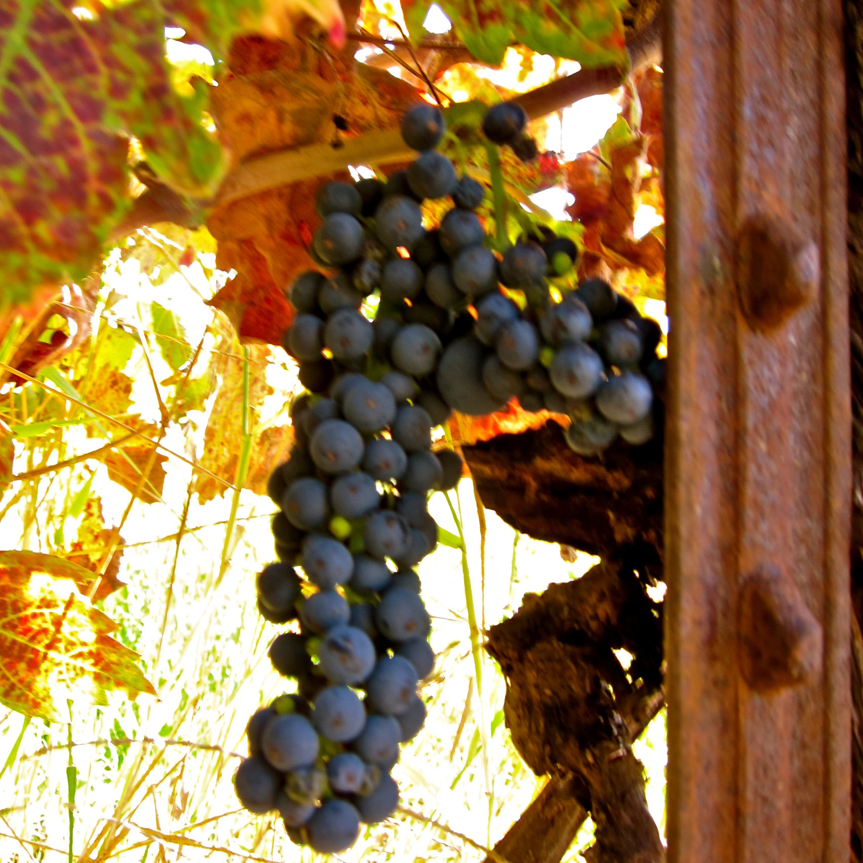 Cluster of ripe dark purple grapes hanging on a vine in a vineyard.
