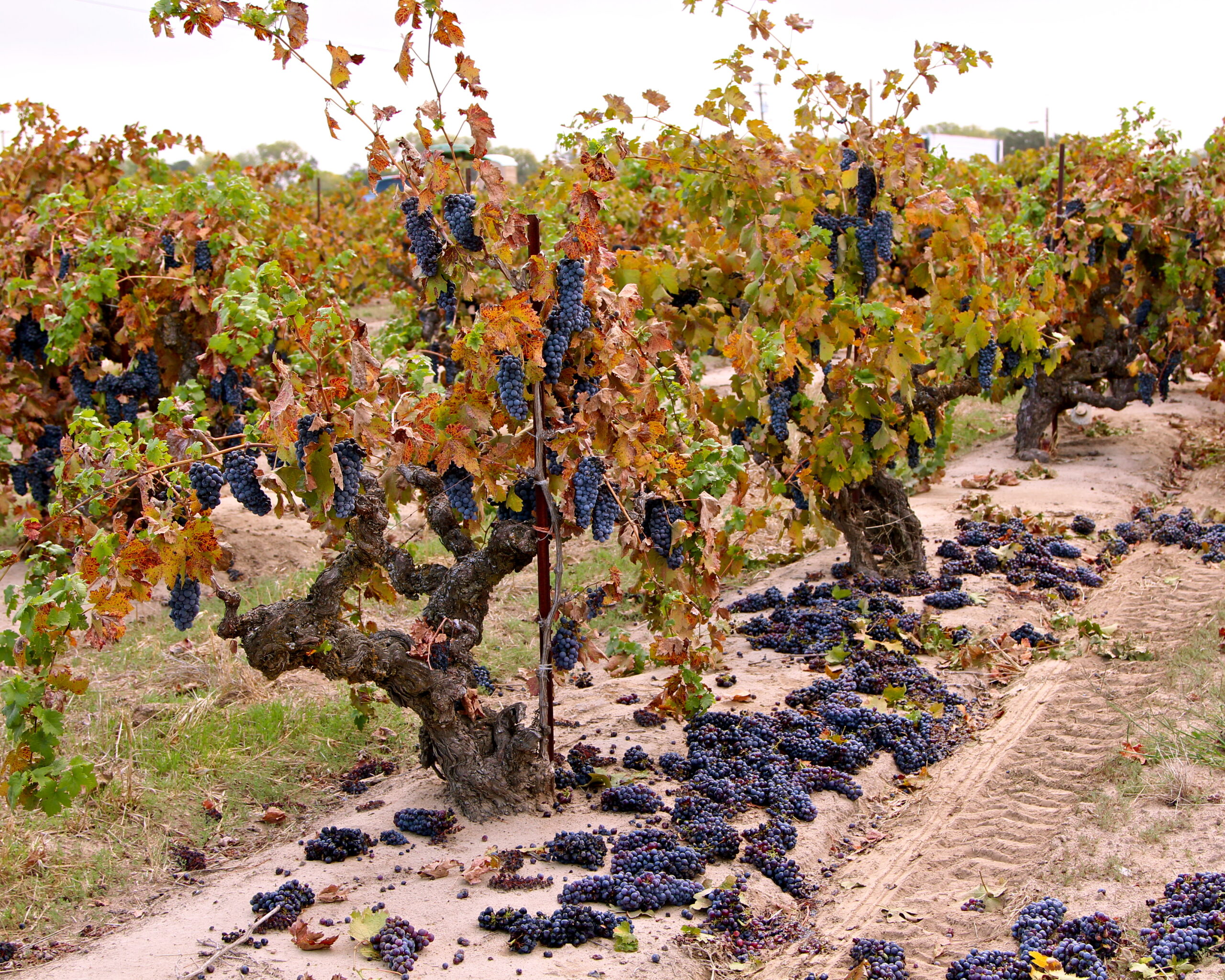 Grapevines with ripe dark grapes in a Lodi vineyard during harvest season.