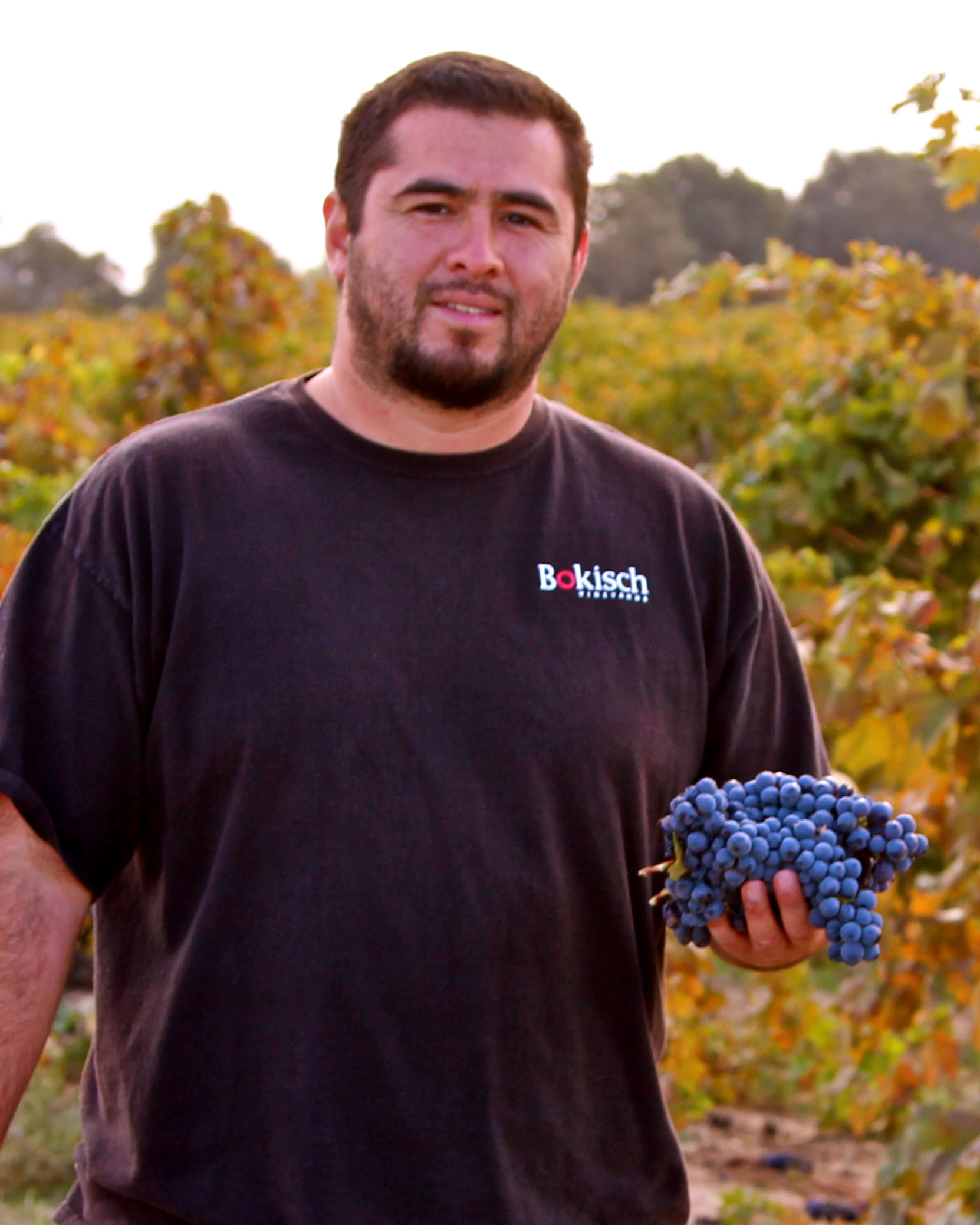 Lodi winegrower holding a bunch of ripe blue grapes in a vineyard during harvest season.