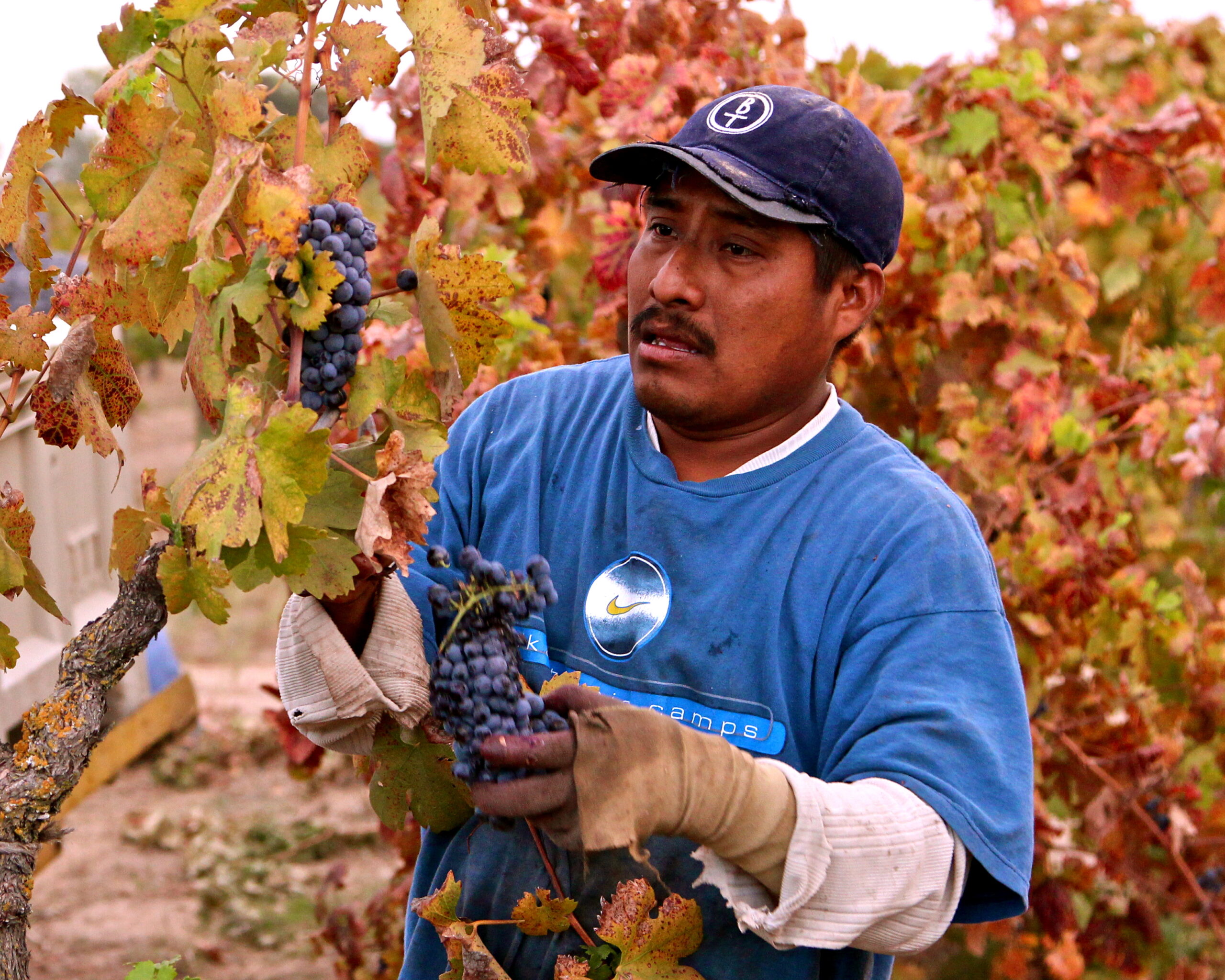 Worker harvesting ripe grapes in Lodi vineyards during fall season.