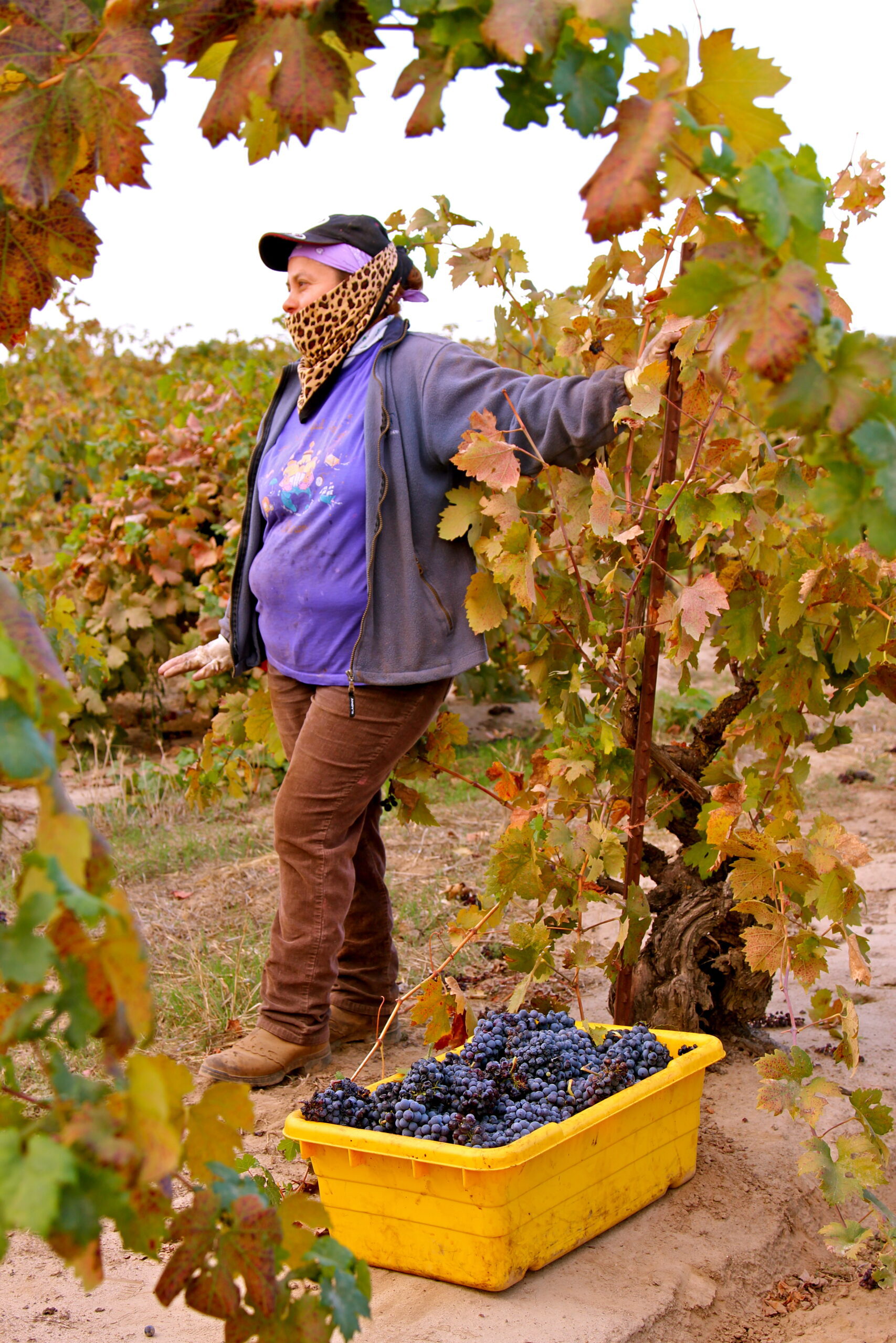 Woman harvesting grapes in a Lodi vineyard during fall with a yellow basket of grapes.