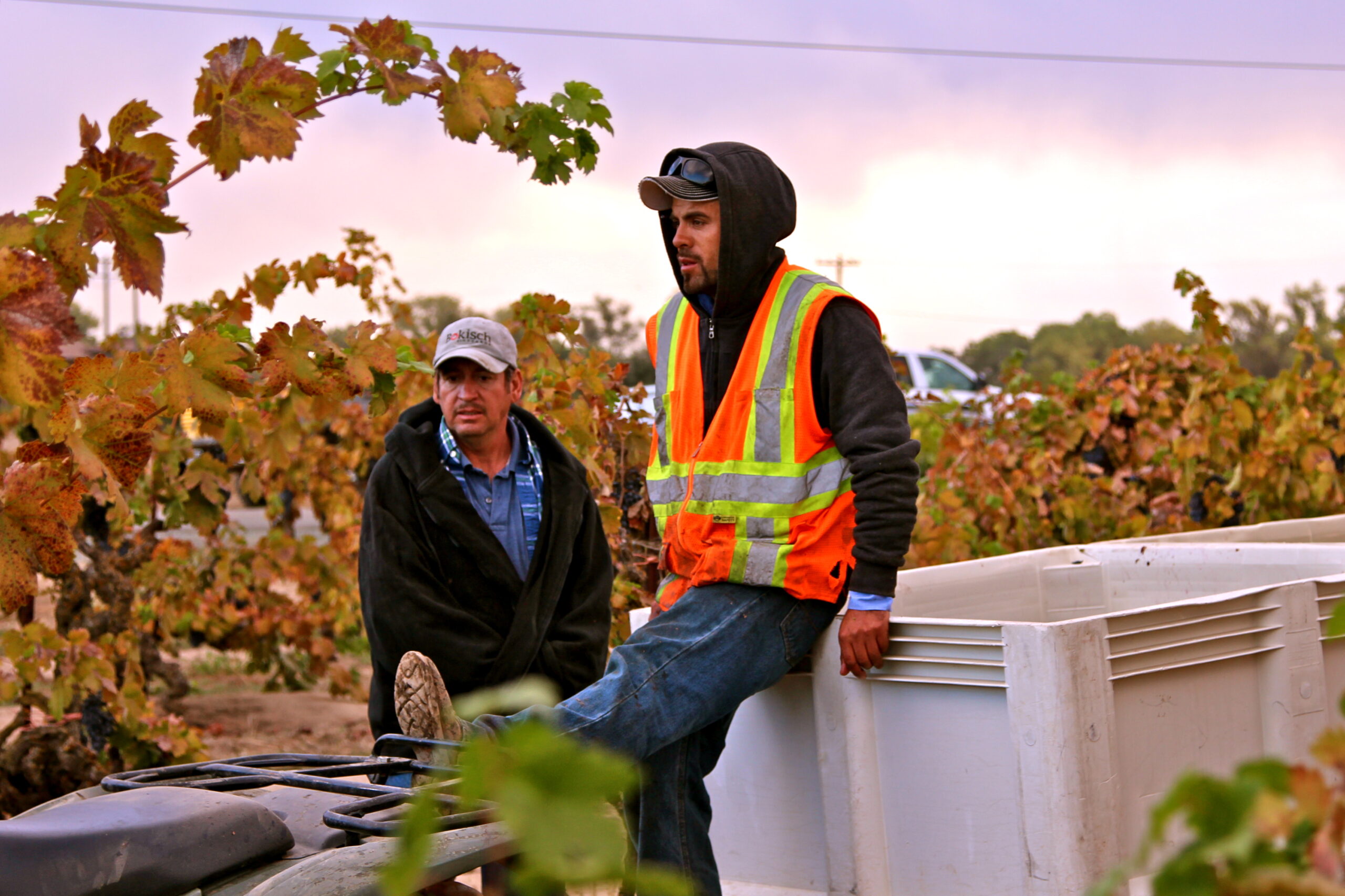 Workers in a vineyard during grape harvest in Lodi, California, with lush grapevines and a cloudy sky.