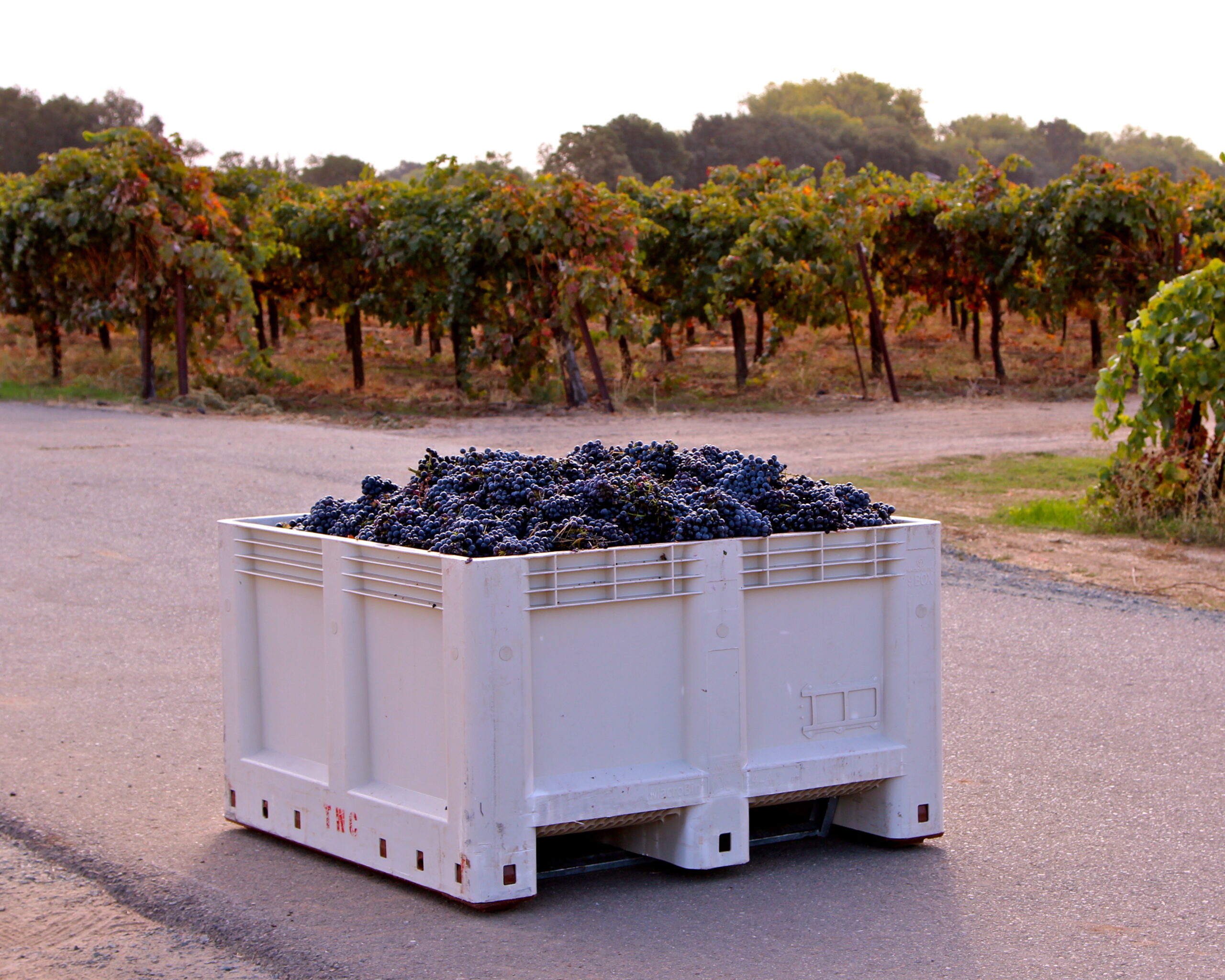 Crate of freshly harvested grapes in Lodi vineyard during winegrape harvest season.