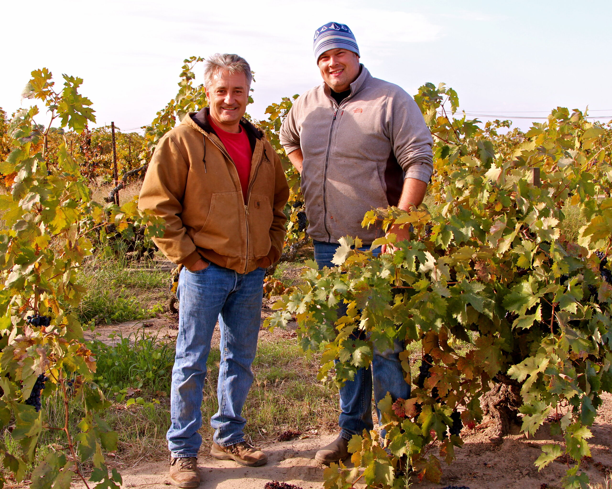 Two men standing in a vineyard during harvest, surrounded by lush grapevines, under a clear sky.
