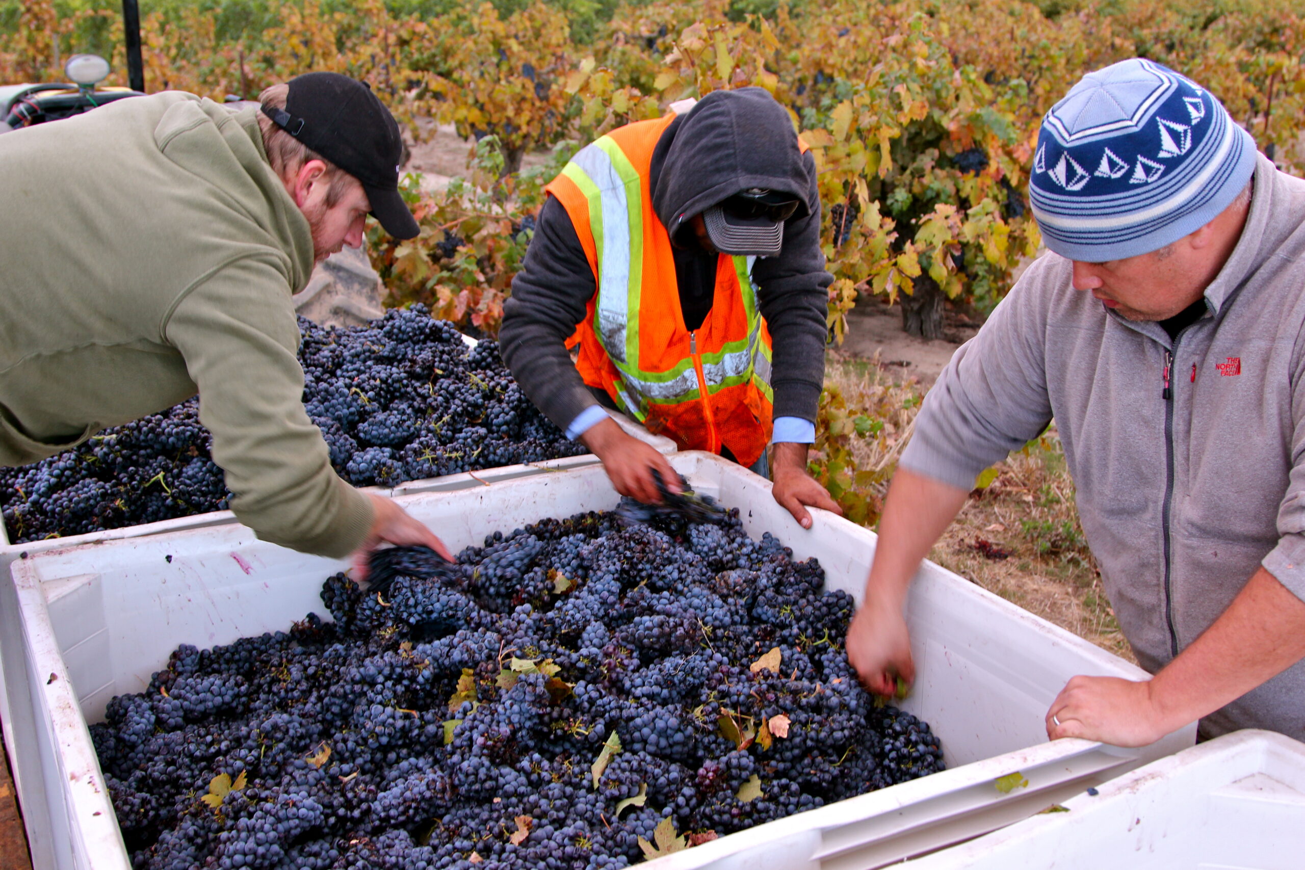Workers harvesting ripe grapes in a Lodi vineyard during harvest season.