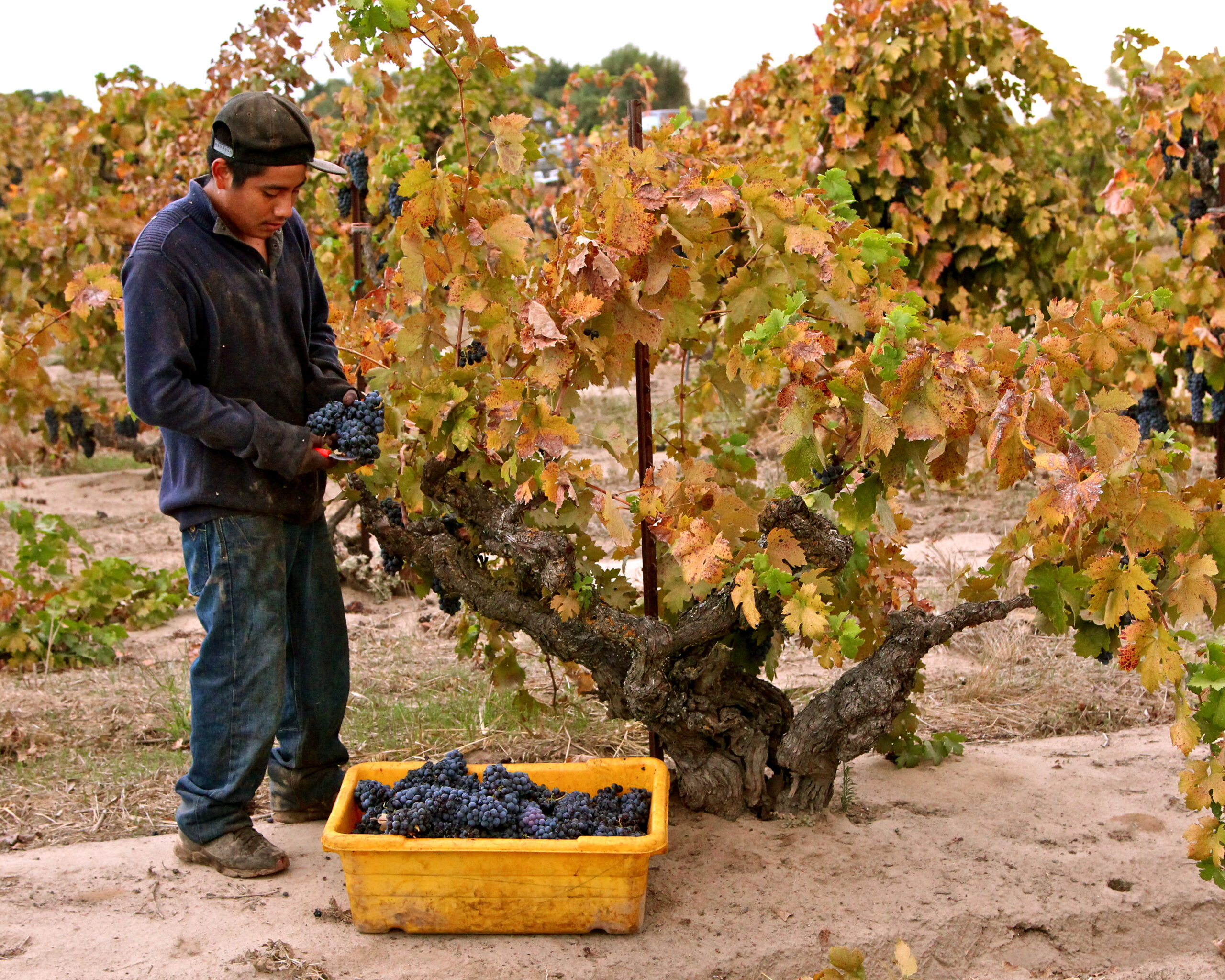 Young worker harvesting grapes in a Lodi vineyard during fall with ripe grapes in a yellow container.