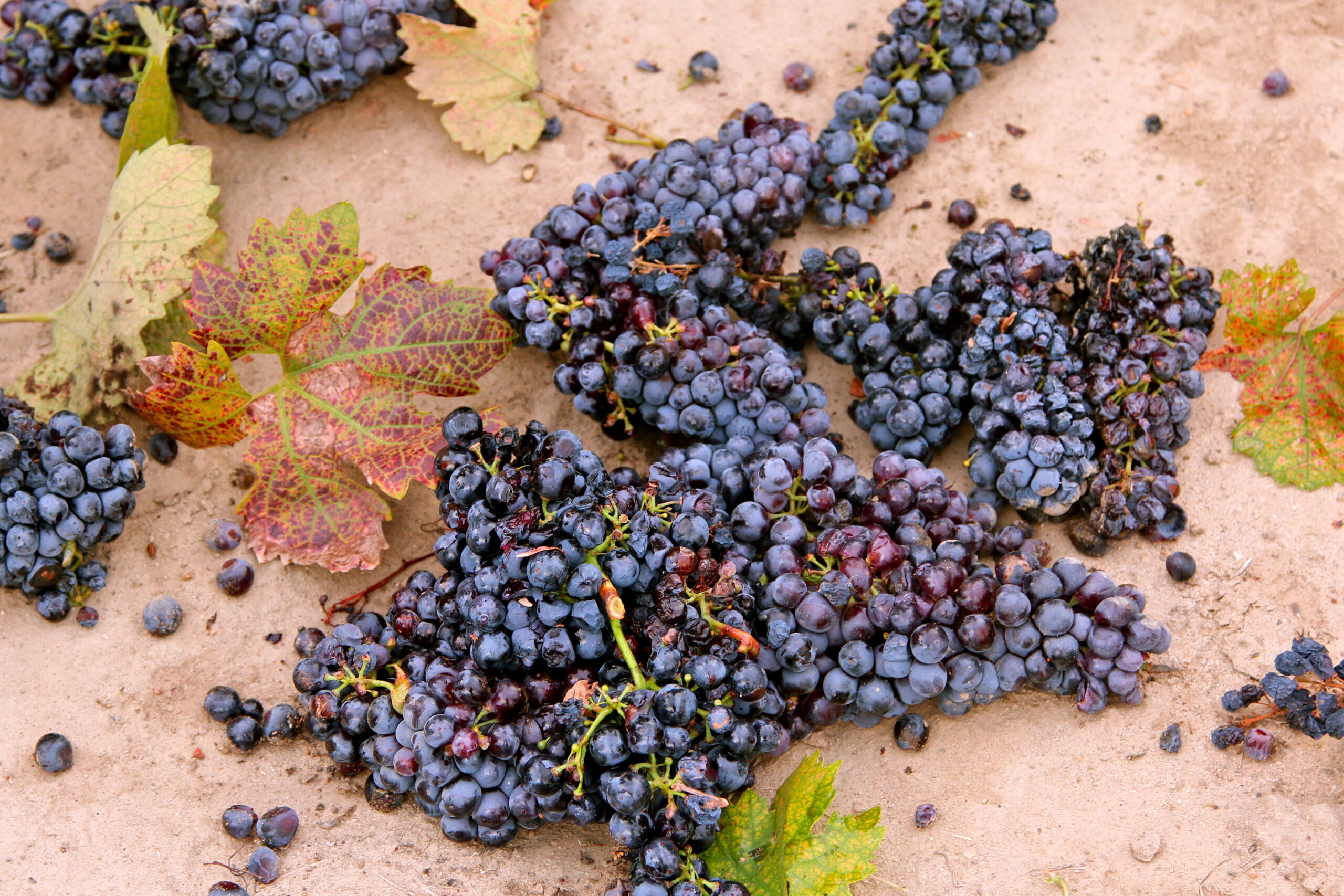 Close-up of ripe winegrape clusters on the ground in Lodi wine region, California.